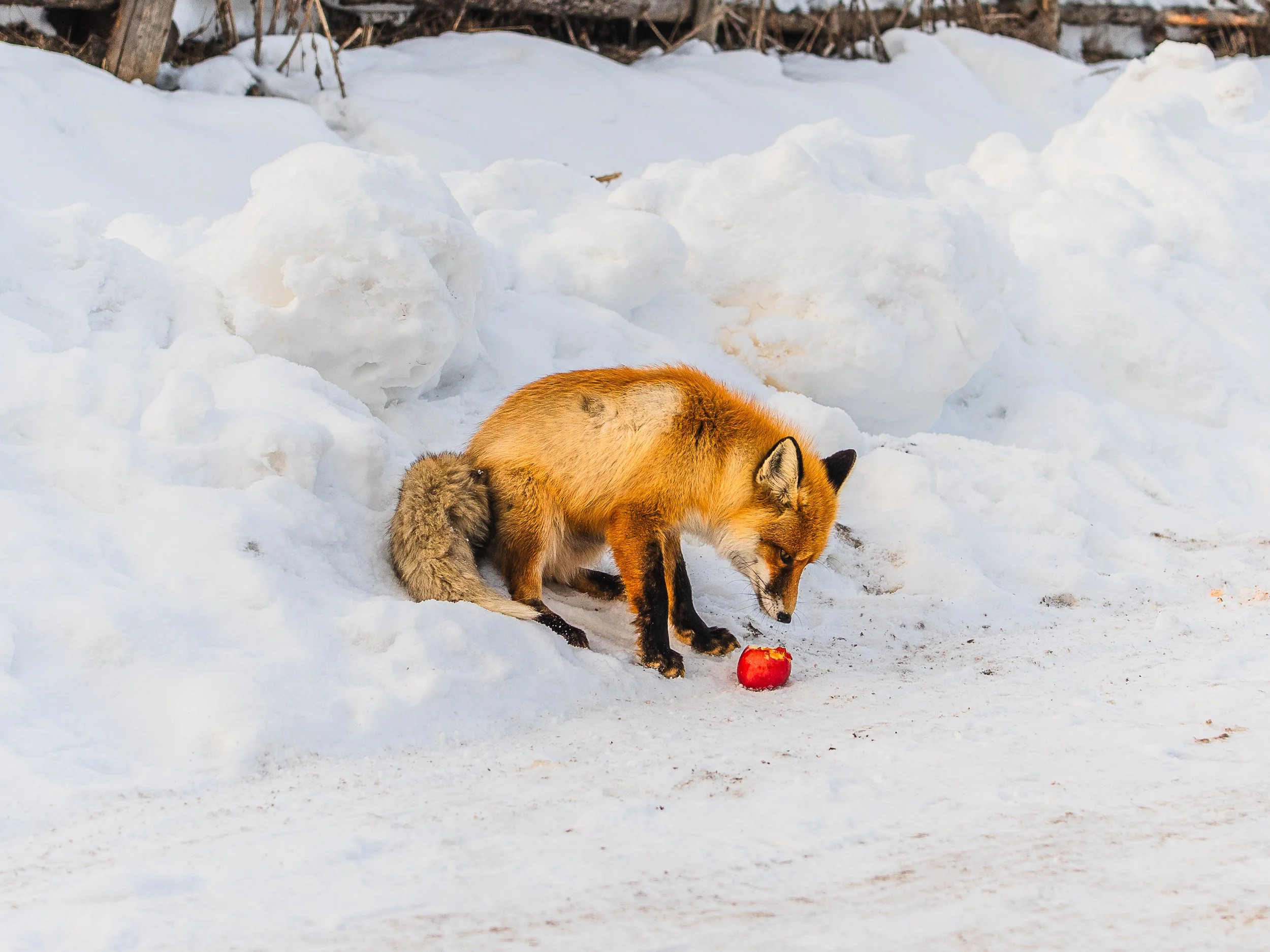 _A7C4671_fullres.jpg