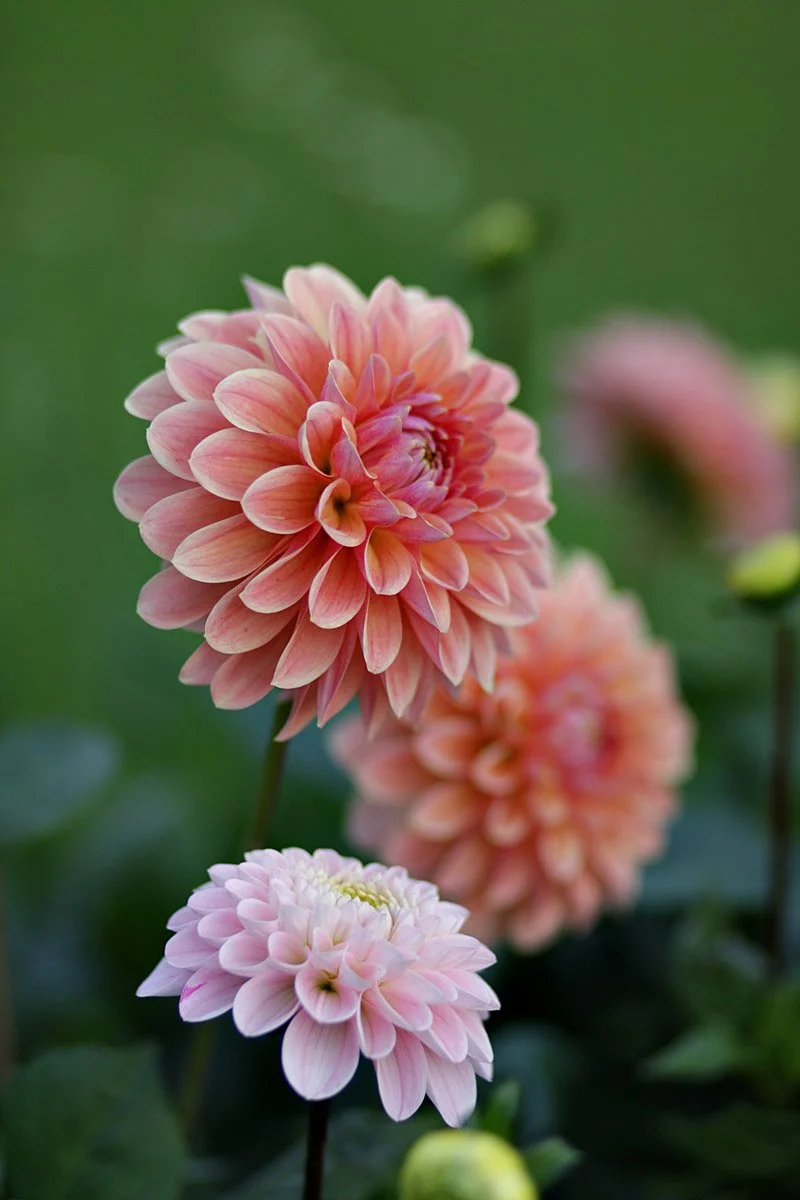 Kaksi vaaleanpunaista ja yksi vaaleanpuna-valkoinen dahlia-kukka.