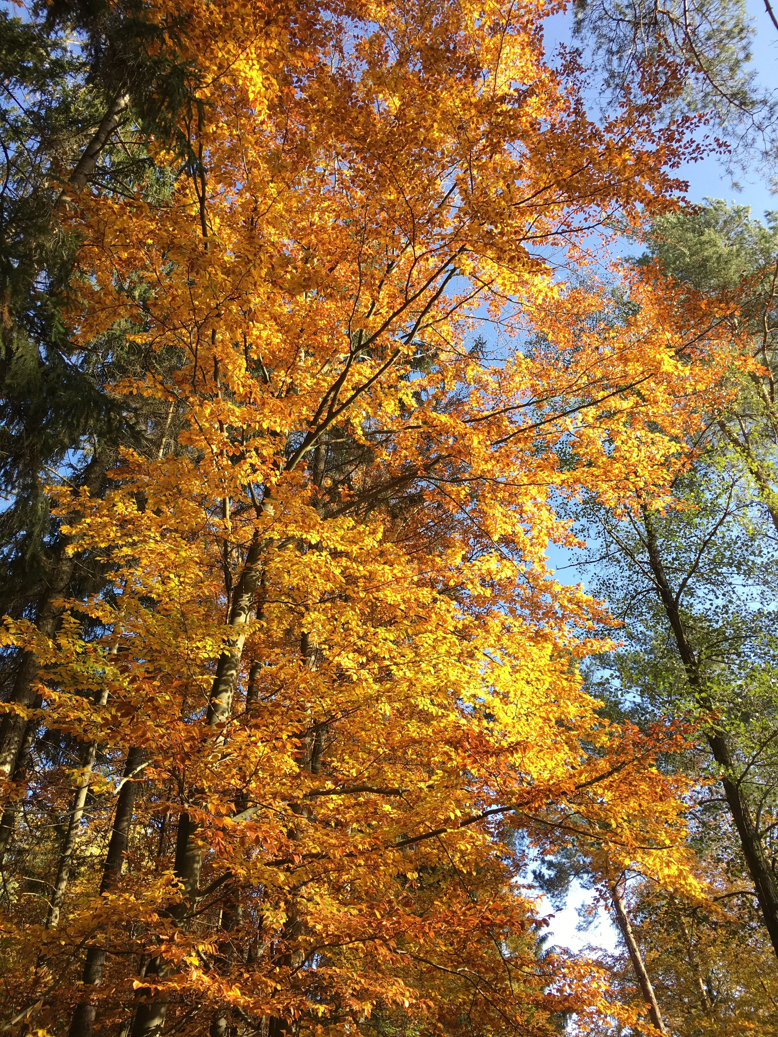Achtsam durch den Herbst