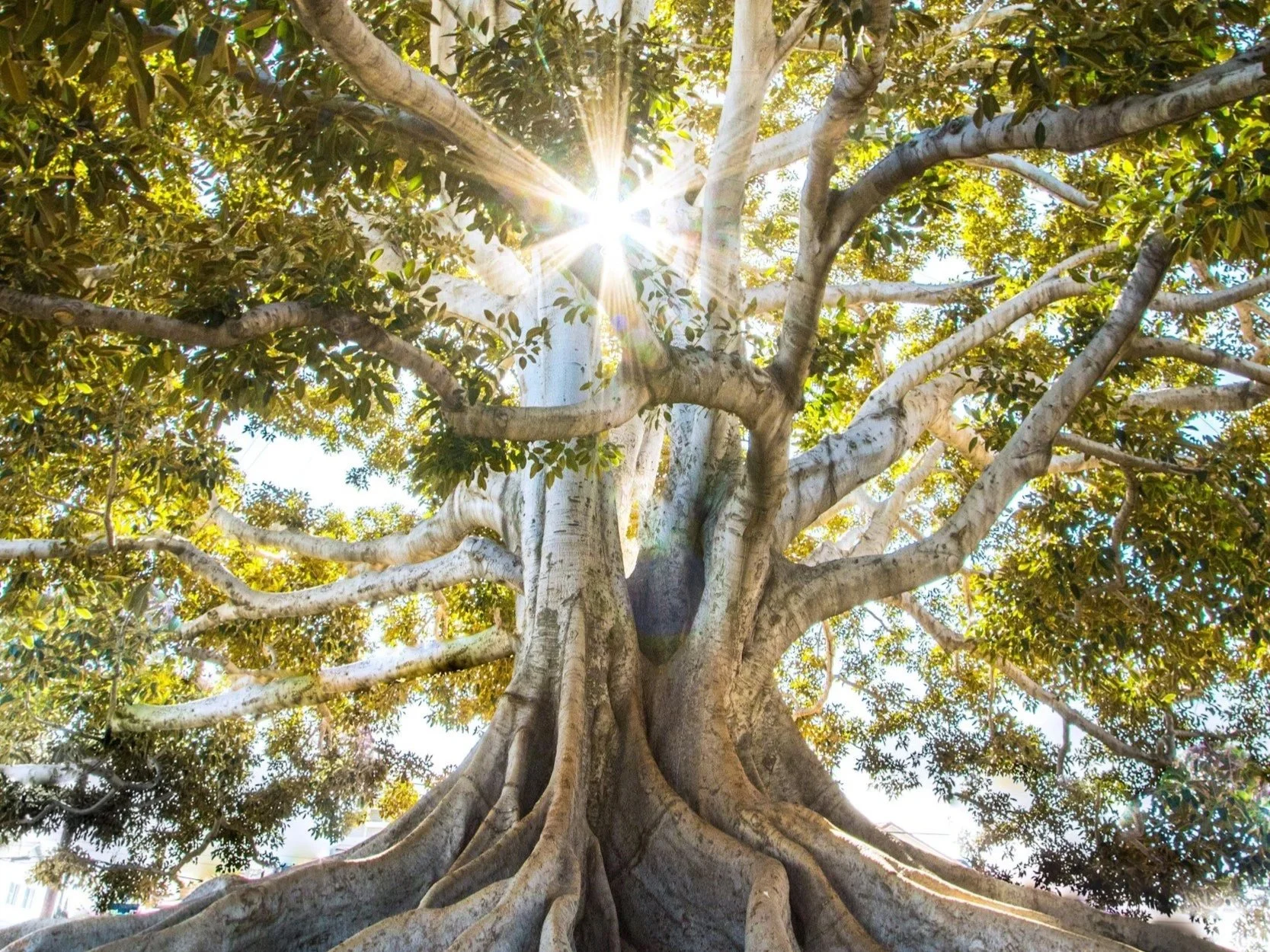 Ein großer Baum mit vielen Ästen und grünen Blättern, Sonnenlicht scheint durch die Blätter, Sonnenstrahlen sind sichtbar.