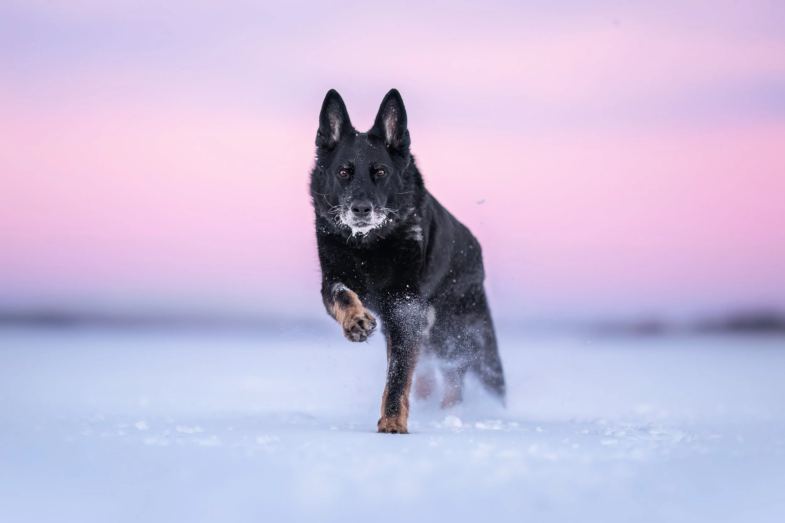 Musta koira juoksee lumisella tundella taivaan väristä pinkki ja sininen taustaa vastaan.