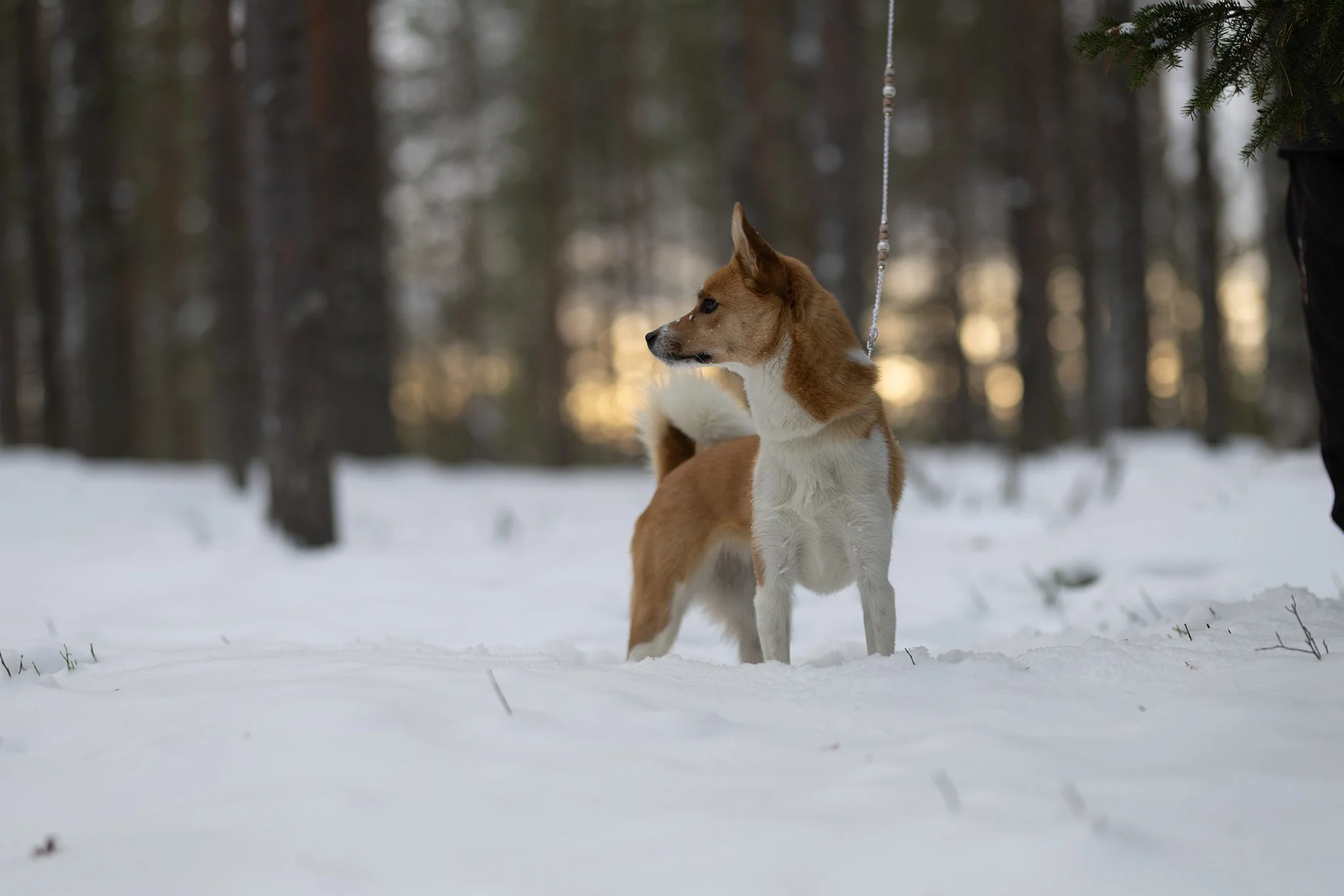 Sukupolvinen koira seisoo lumisessa metsässä, taustalla puita ja hämärä taivas, ja se on kiinnitetty köyteen.
