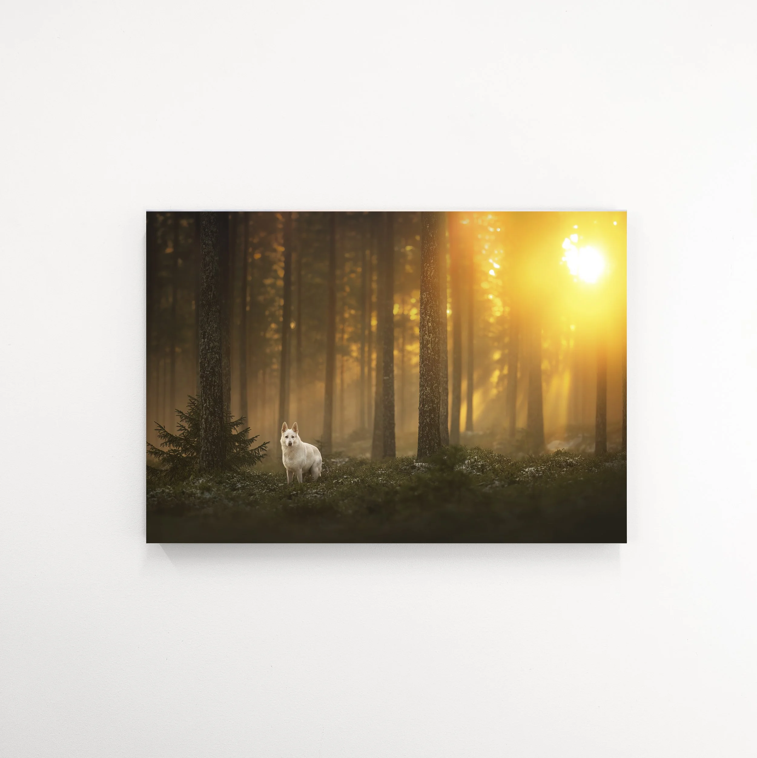 Ghost in gold II