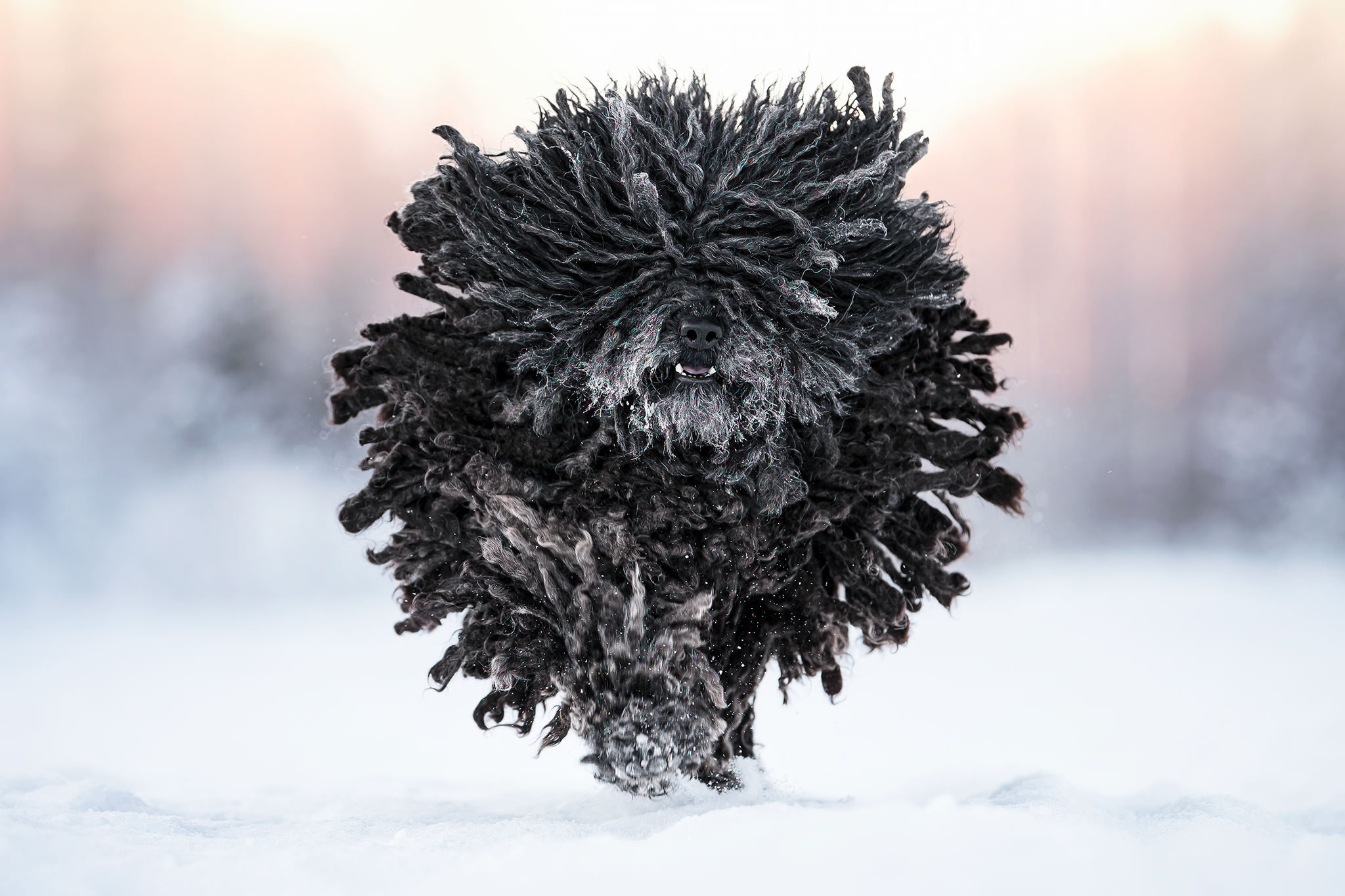 puli18.png