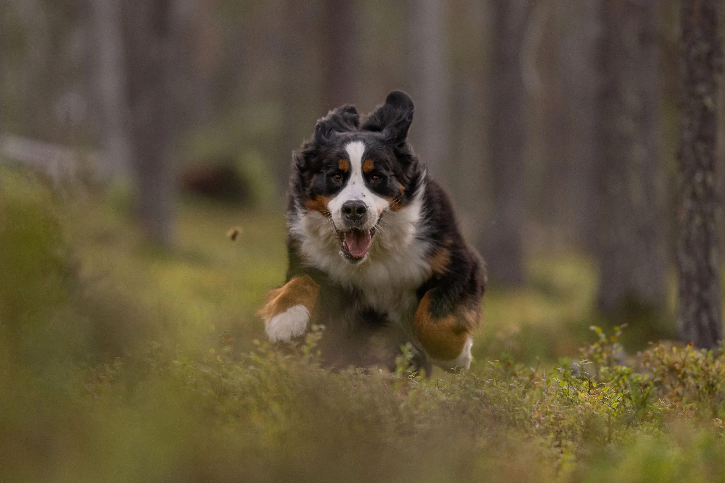 Kuvassa juokseva koira metsässä.