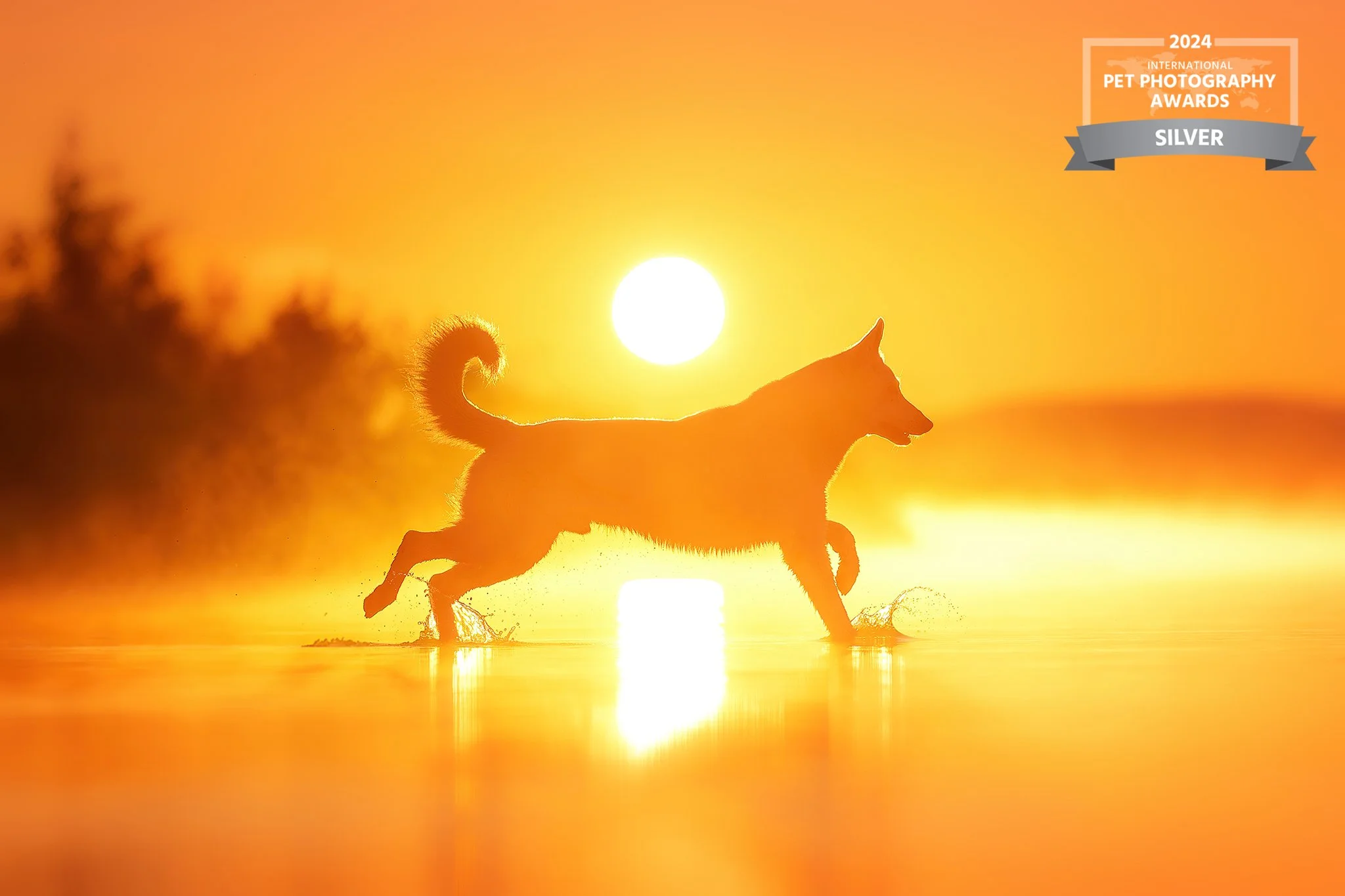Koiran siluetti juoksee auringonlaskussa tai -nousussa vedessä, taustalla oranssin keltainen taivas ja valo heijastuu veteen.