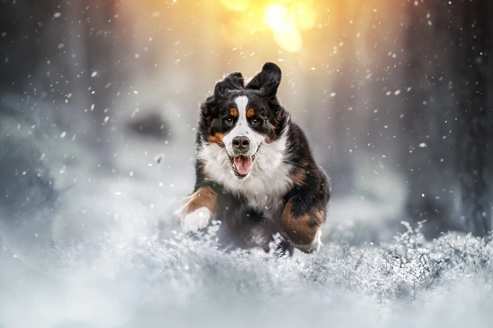 Koira juoksee lumisella kentällä, takana auringonvalo ja lumi-rakeita.