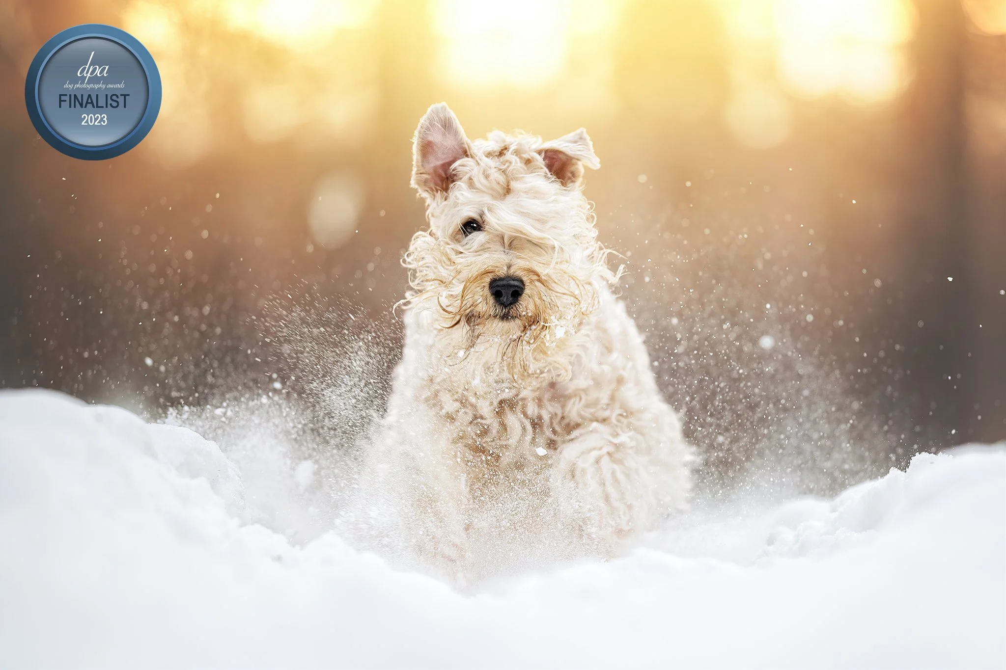 dogphotographyawards2 (1).jpg