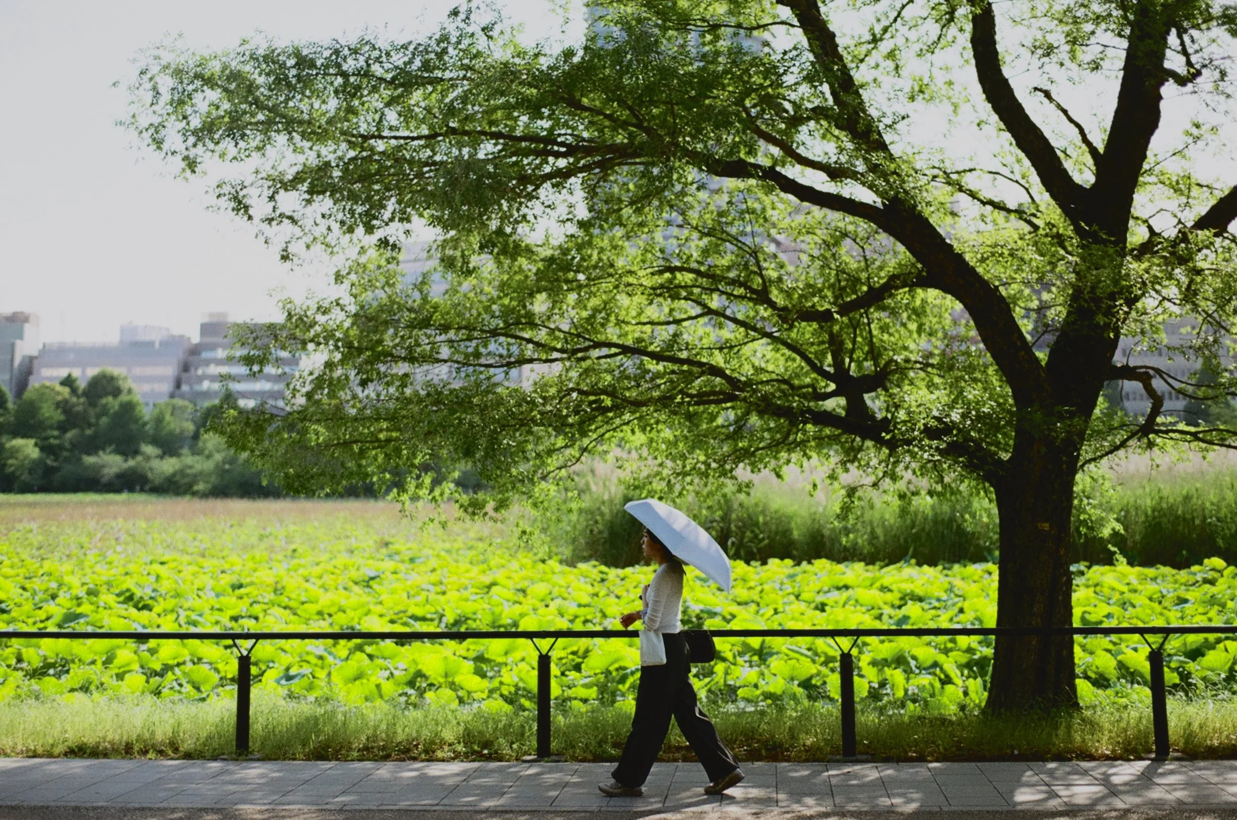 A day in the park (Pentax LX, 50mm f/1.4)