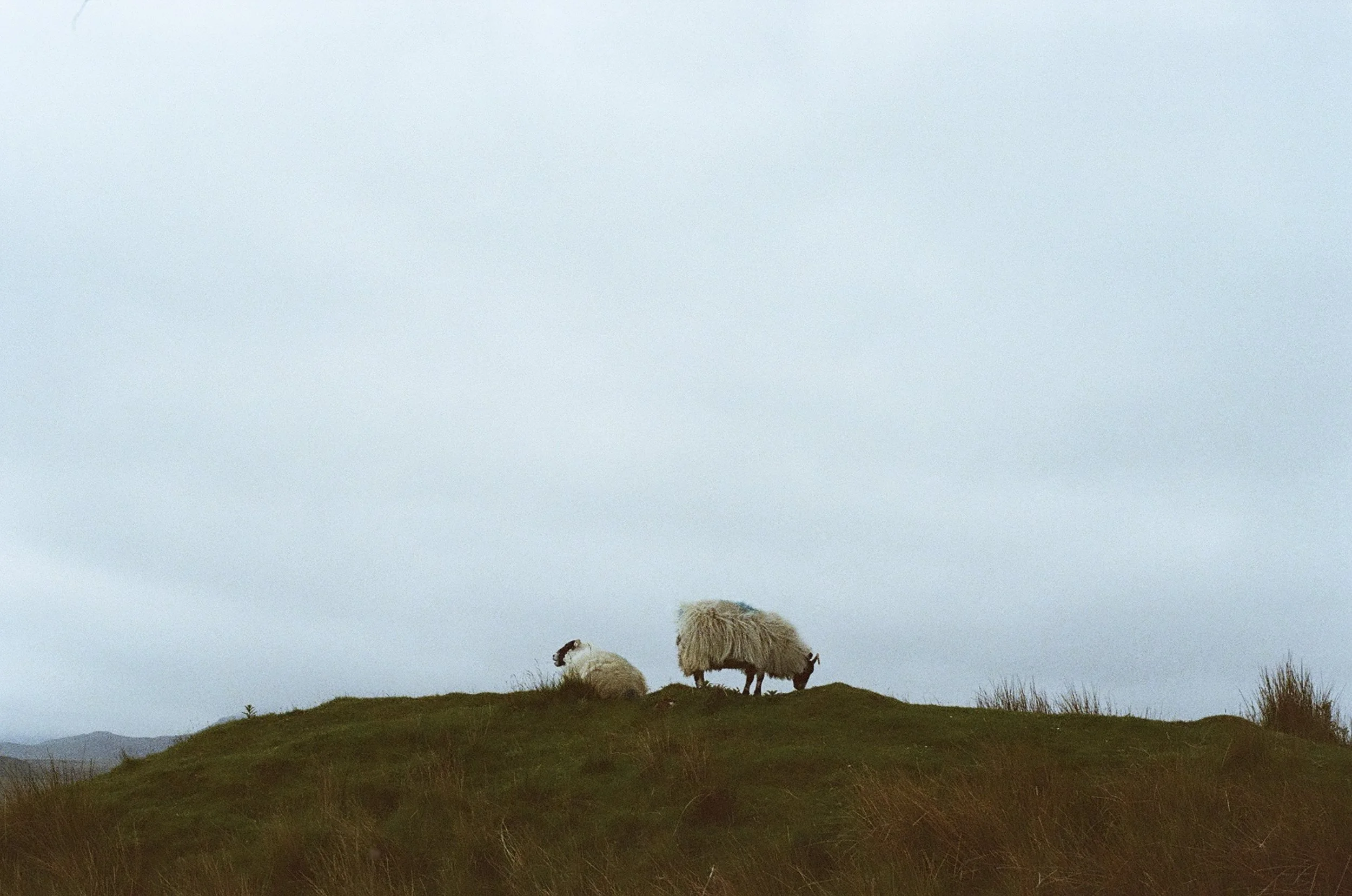 Two sheep grazing on a grassy hill under a cloudy sky.