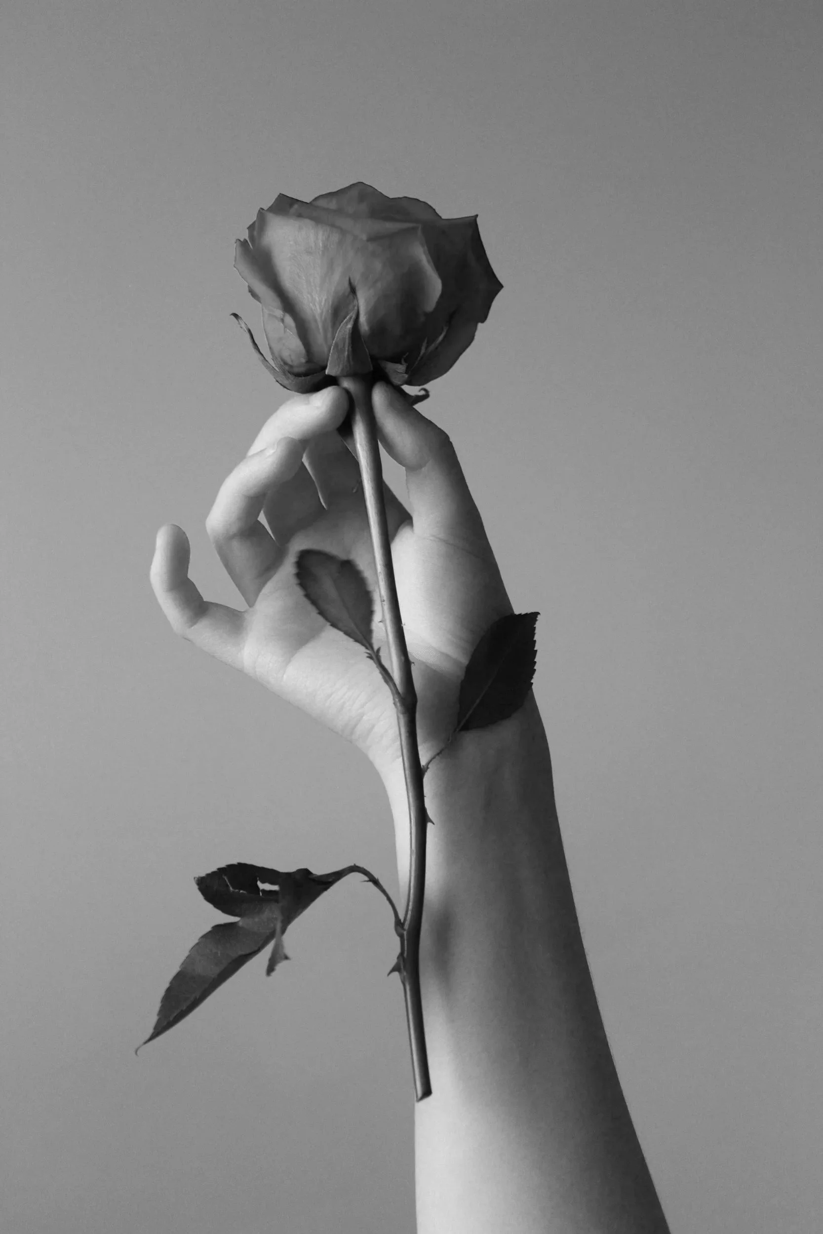A hand holding a single long-stemmed rose with leaves, with a plain background.
