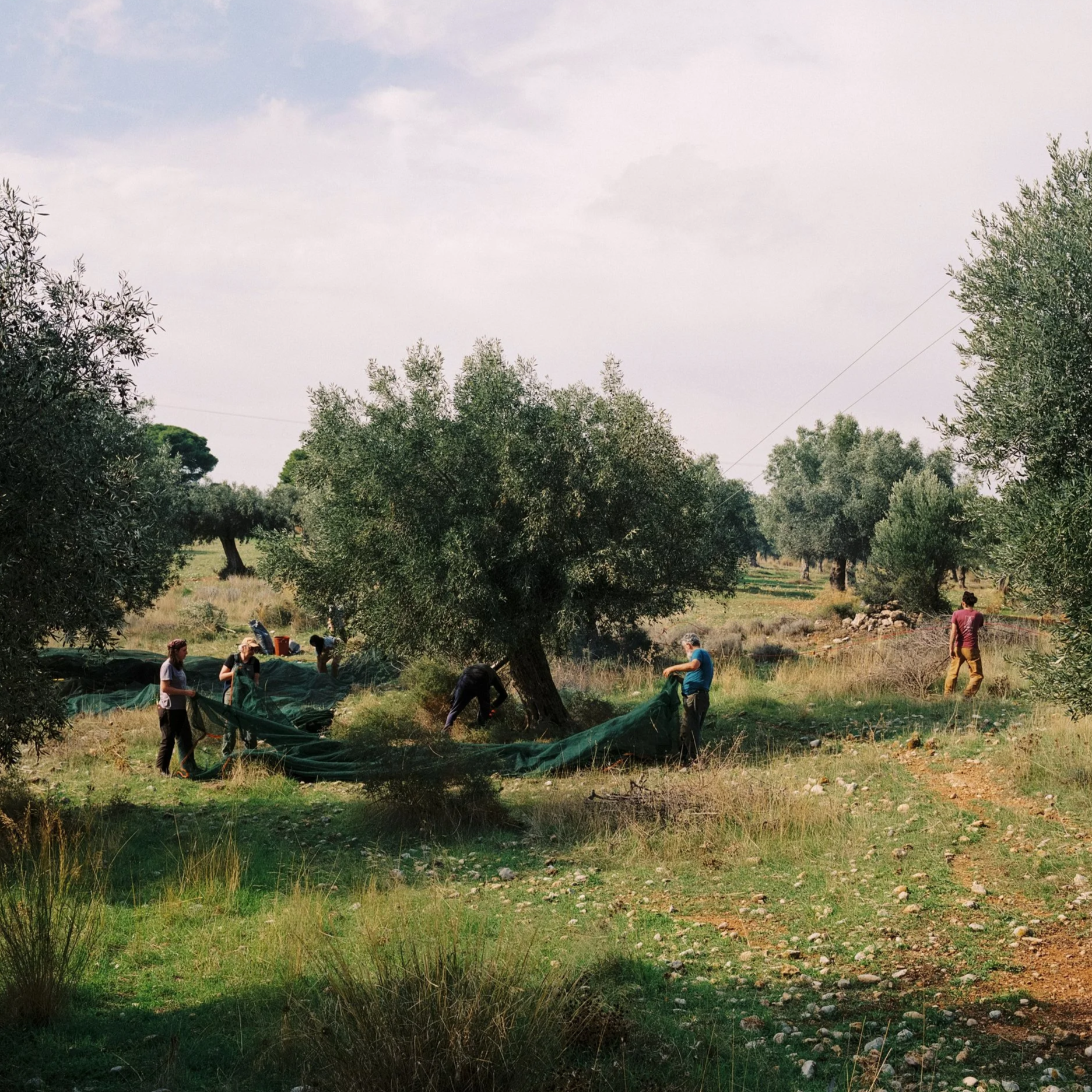 Attica Megara, GREECE