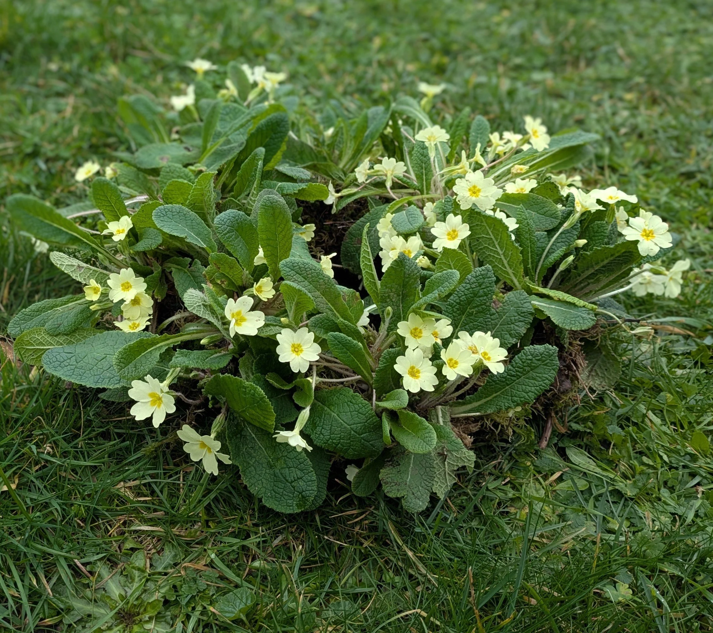 The Meadow Wreath.jpg