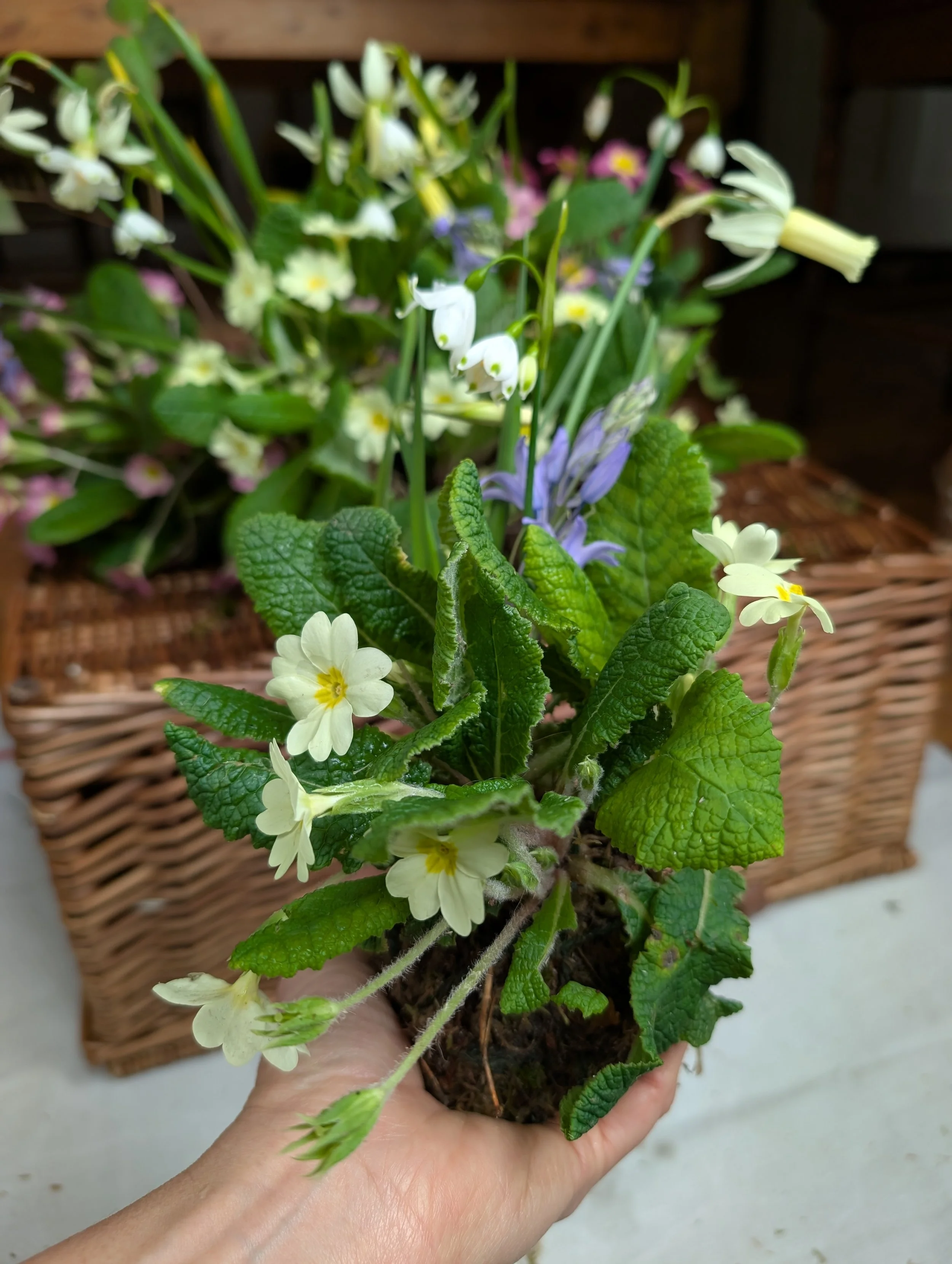 PXL_20260324_122338307.RAW-01.COVER (1).jpg