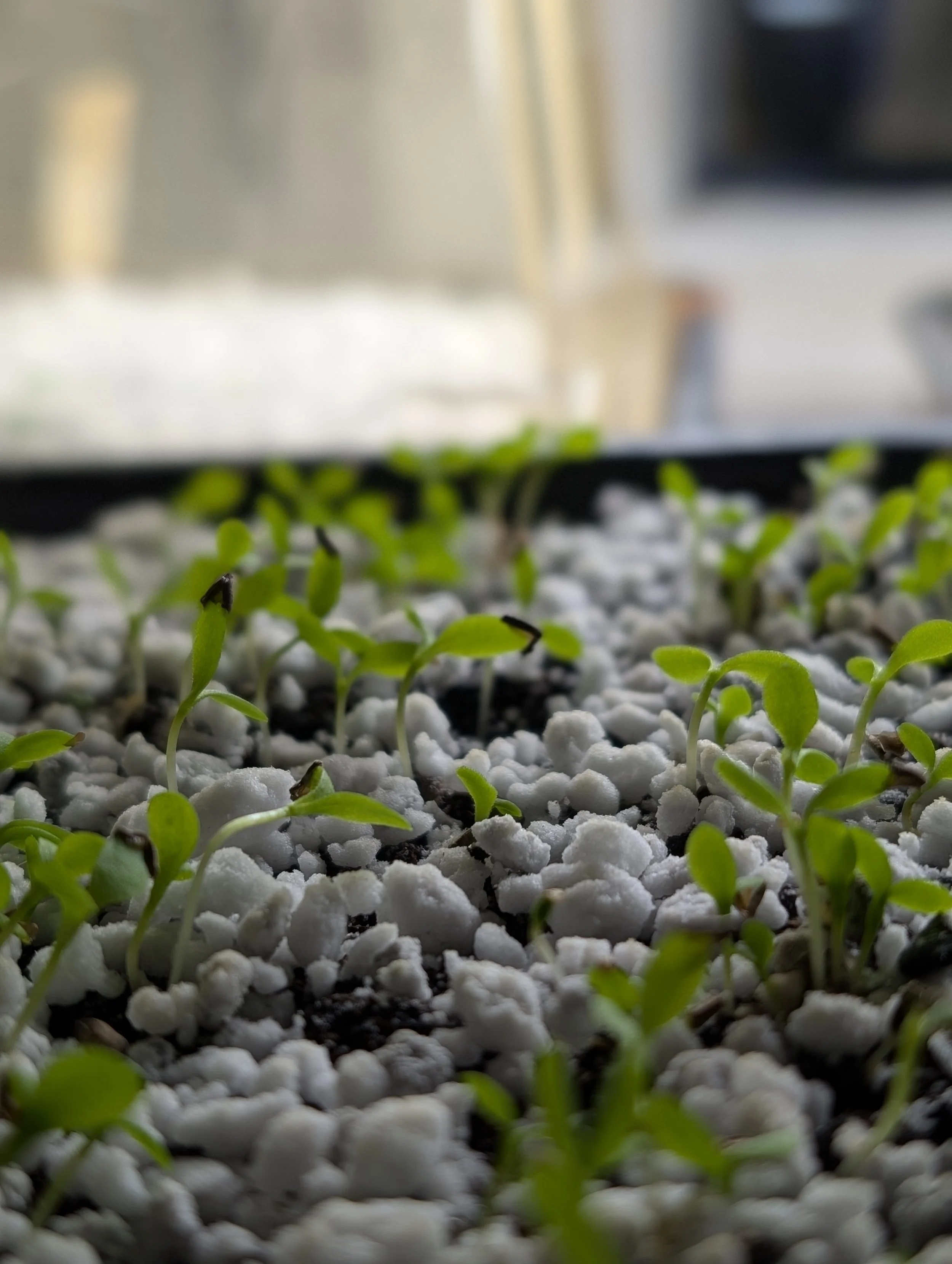 Flower seedlings germinating