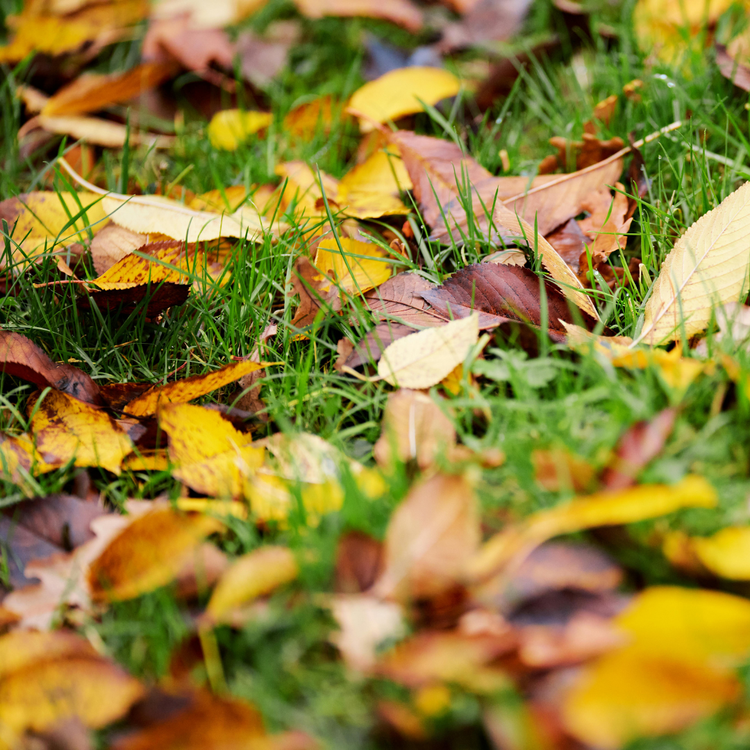 🌿 Home Maintenance Package