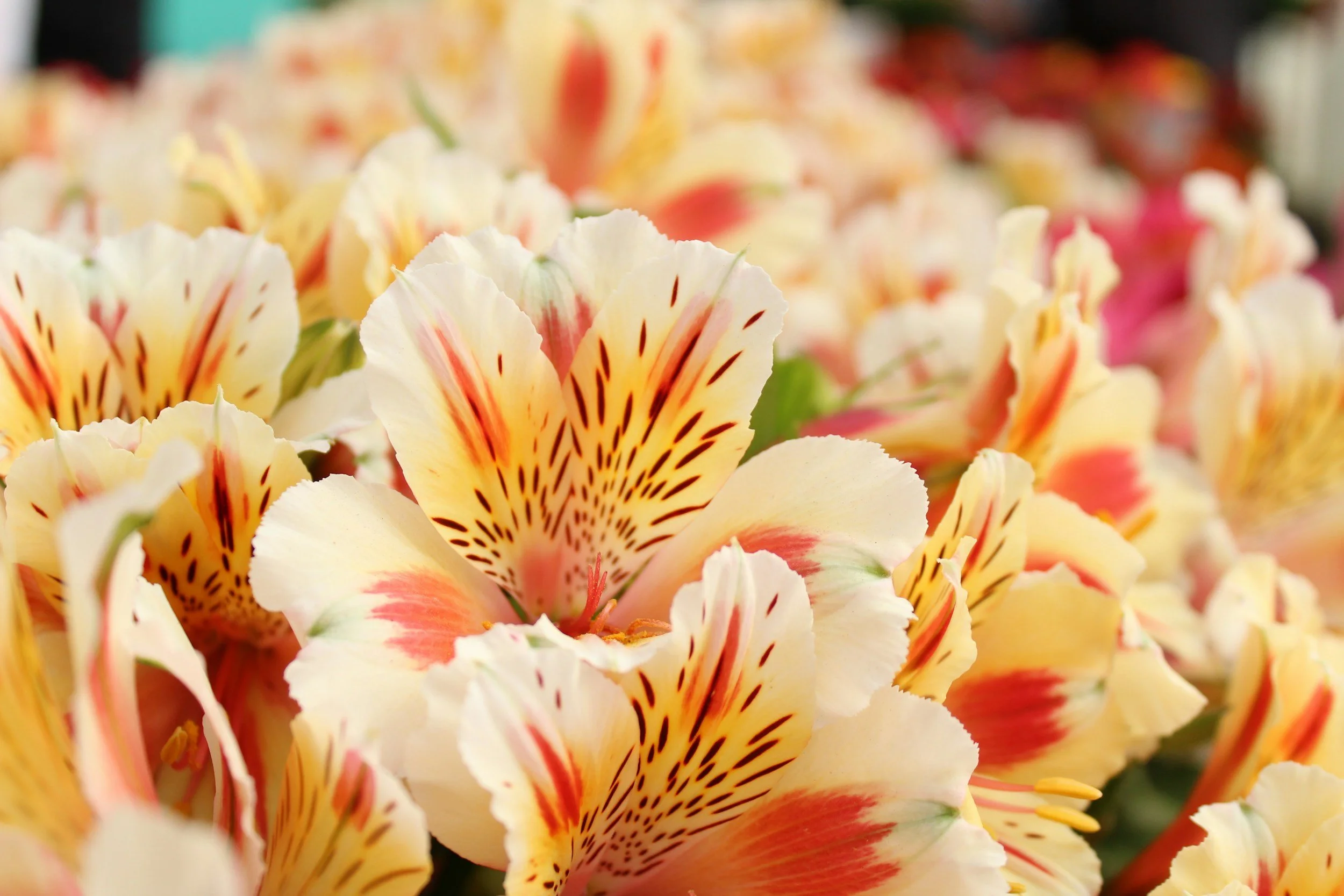 Alstroemeria flower