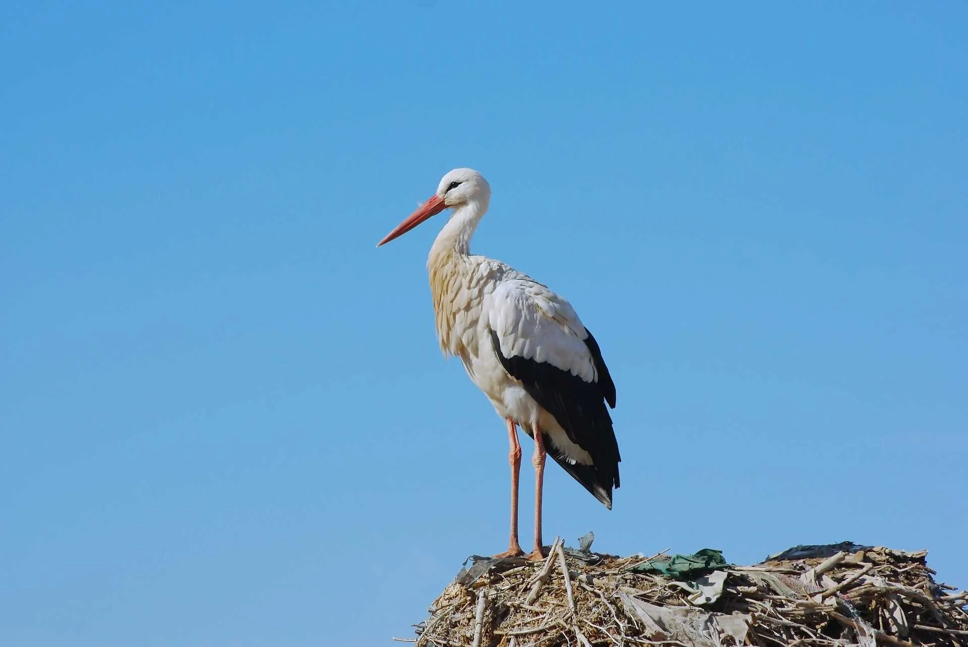 Pourquoi y a-t-il des cigognes à Marrakech?