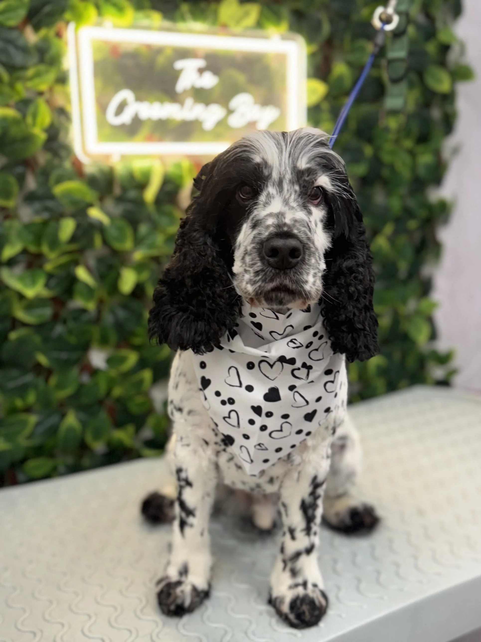 A black and white spotted Cocker Spaniel dog with long ears and expressive eyes, wearing a white bandana with black hearts, sitting on a table in front of a green leafy background with a neon sign that reads 'The Orange Bay'.