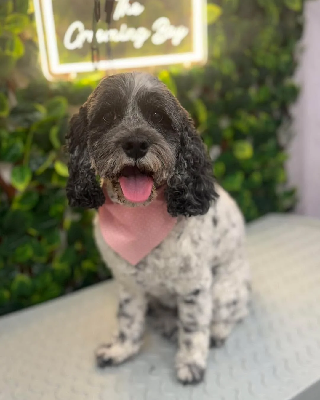 Zoe came in for her first salon groom today. Having only been groomed at home before, everything was new, so we took things at her pace to keep her calm and comfortable.

It&rsquo;s not a perfect groom just yet, but today was all about her wellbeing 