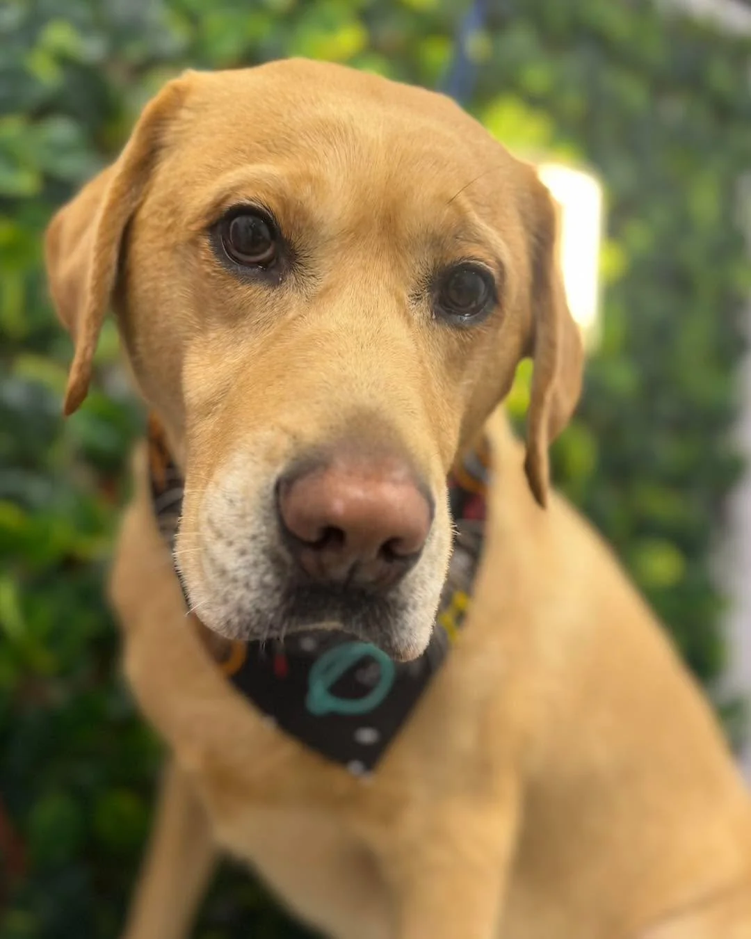Jack visited us for a bath and deshedding treatment. As it was his first grooming session, we used a Happy Hoodie to help protect his ears and gently reduce the noise during drying, which made the experience much more comfortable for him 💛