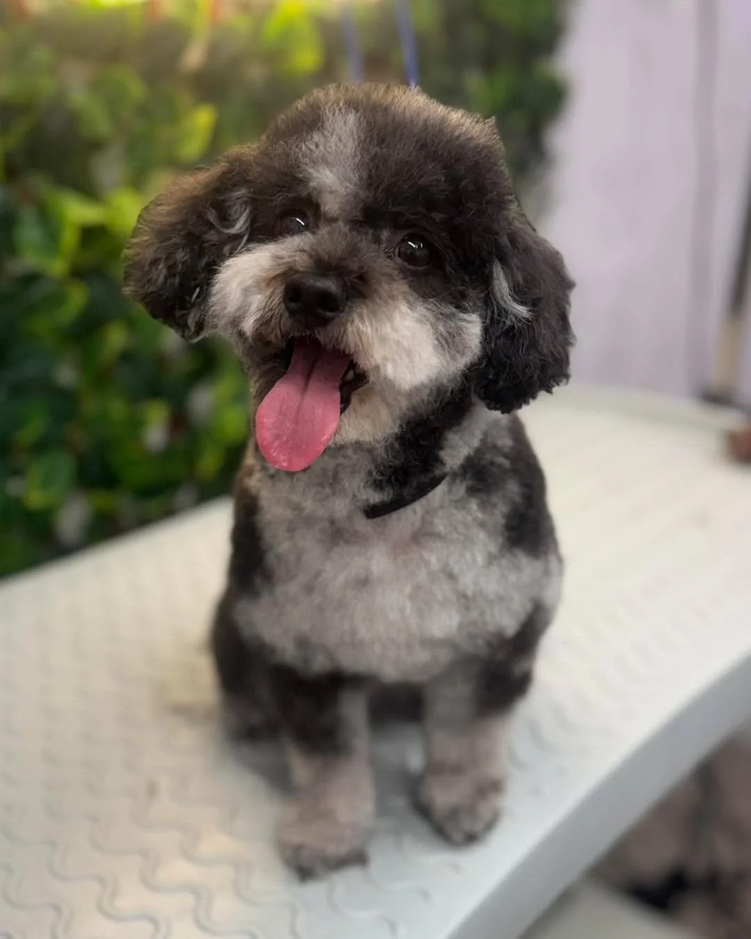 ✨ Milly came in for a whole new look! ✂️🐾

She enjoyed a full groom to get her looking fresh, tidy, and feeling her best. We love seeing the transformation and making sure every pup leaves happy.

Doesn&rsquo;t she look lovely? 💛
