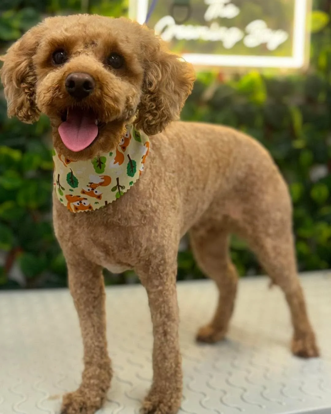 A reset for Rolo ready for some better weather 🌦️ 😍
What a good boy ❤️