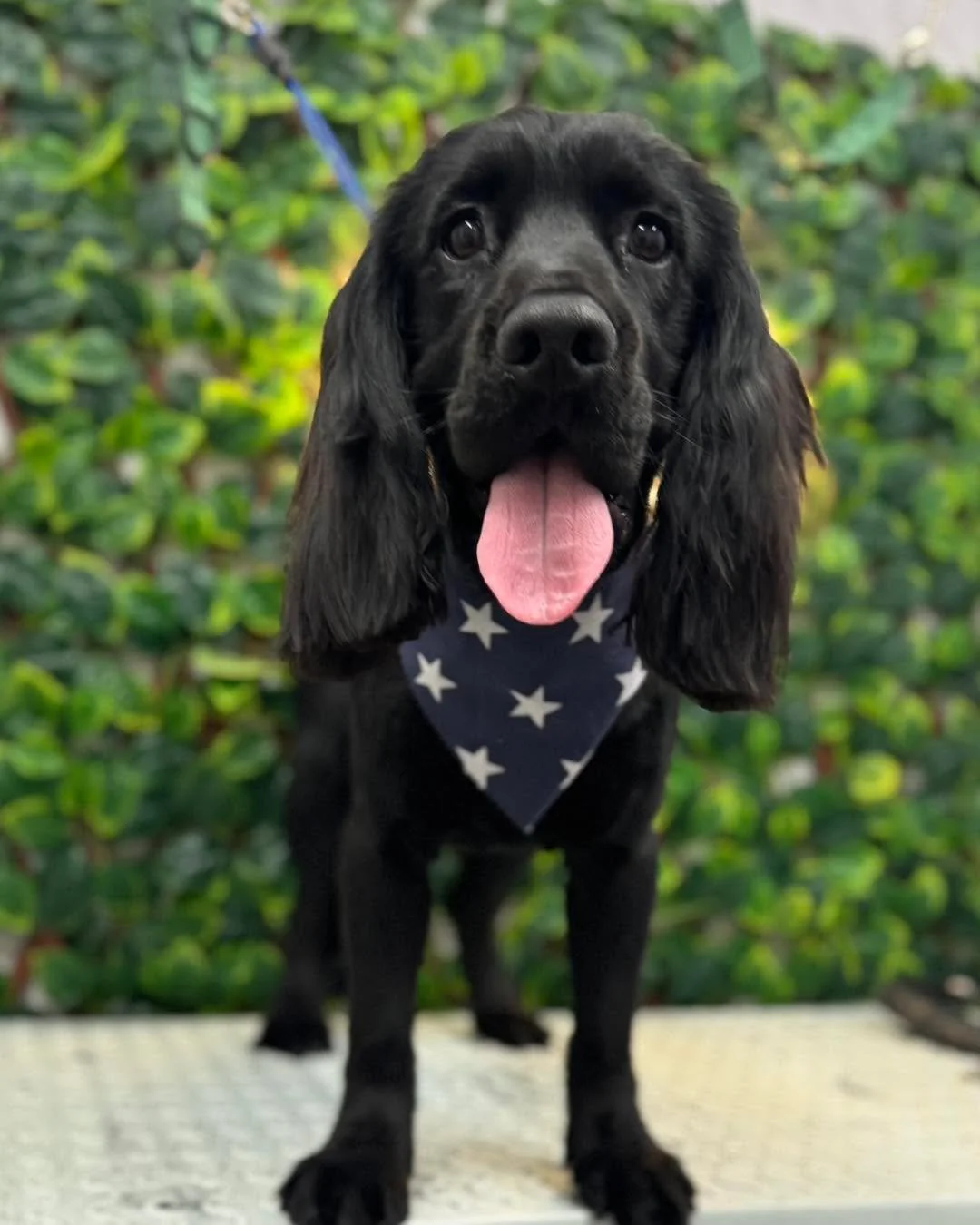 Arlo, the happiest boy 🖤