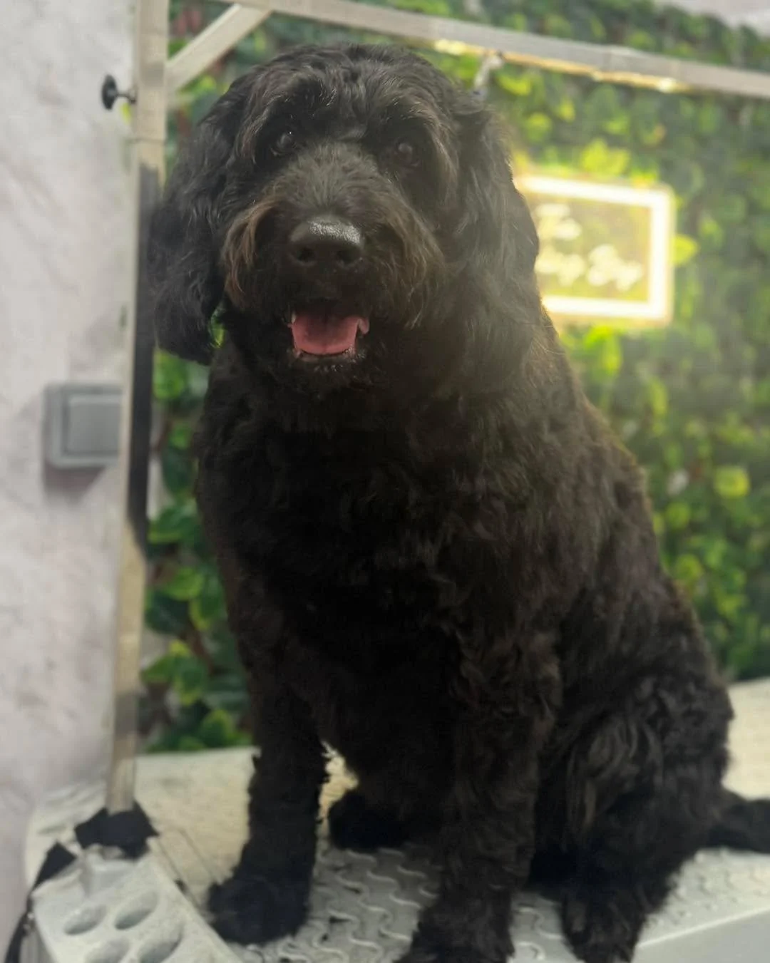 Holly, our lovely school therapy dog, has had her first groom today! 🐾✨

Up until now, her Mum has always done an amazing job grooming her at home and keeping her coat in fantastic, mat-free condition 👏

They wanted to keep her natural look, so I j