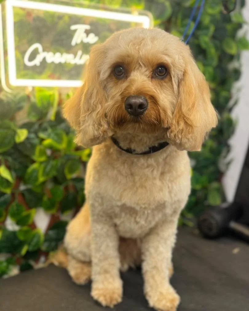 Teddy 💛