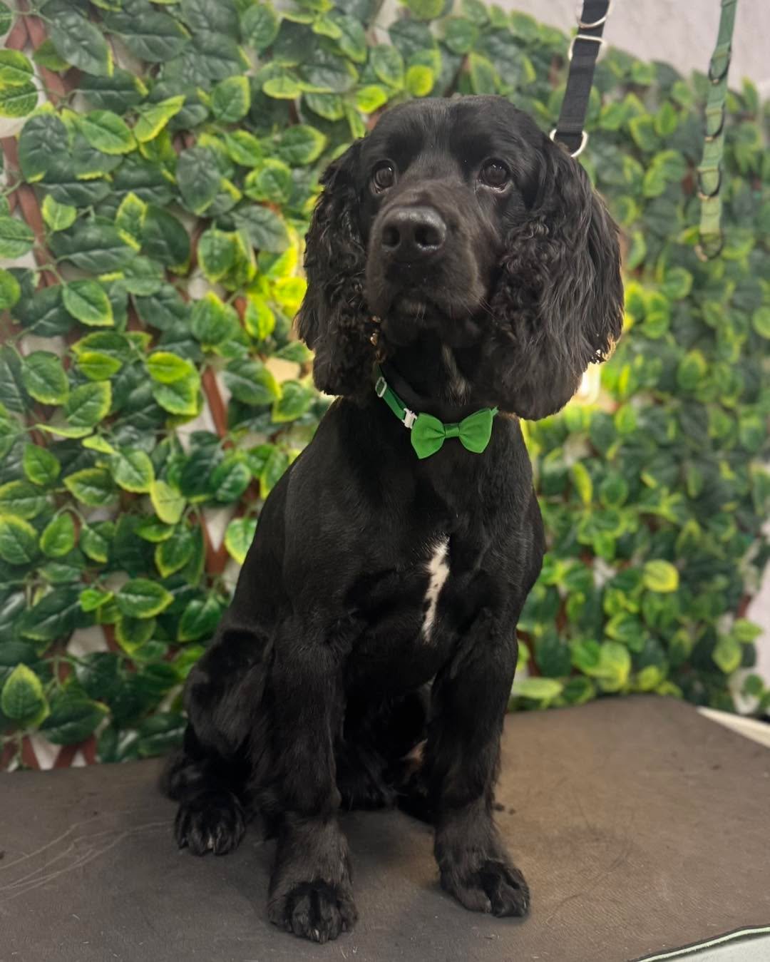 Freddie 💚
Swipe to see his before picture ➡️