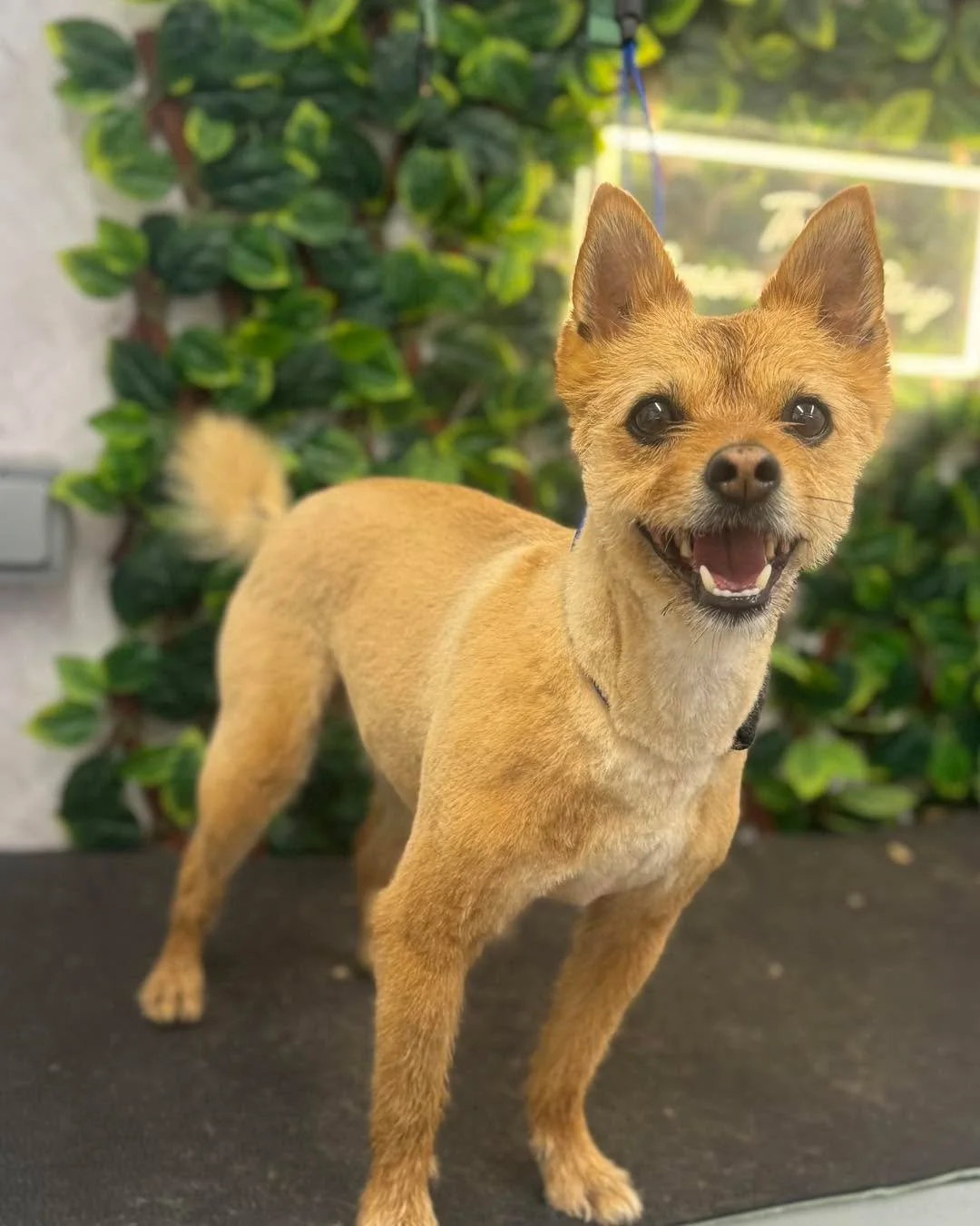 Tiny boy Benji came for his summer trim ✂️