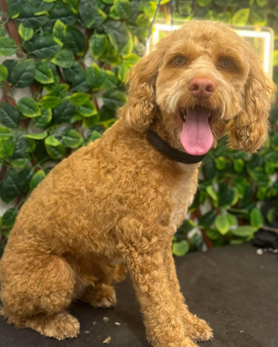Buzz 🩵

He came in for a mini groom which consists of a bath, dry and general tidy up which includes a face trim, paw pads trimmed out and nails cut, ears tidied and hygiene area tidied if needed. These grooms are ideal for in between their full gro