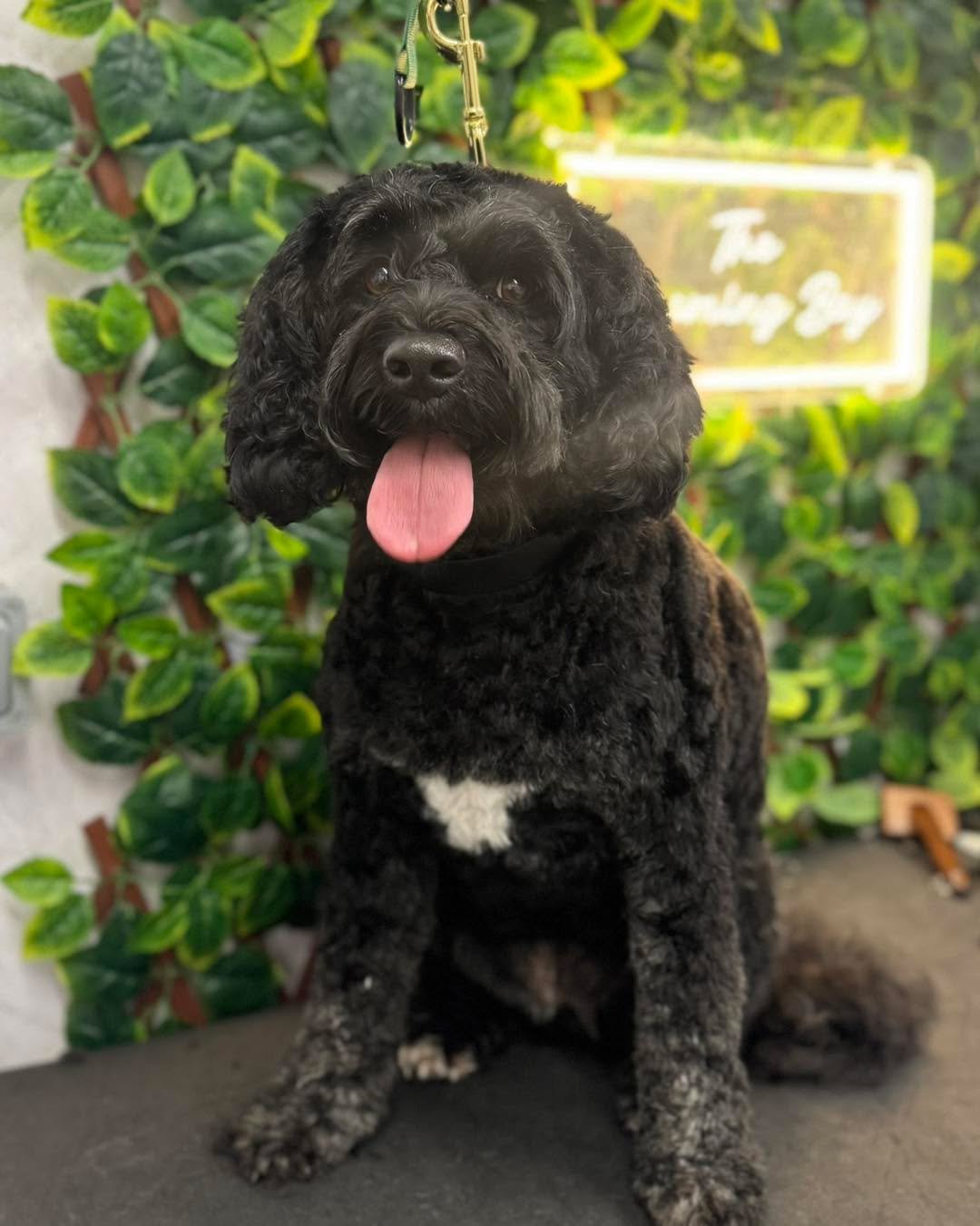 Pepper 🖤