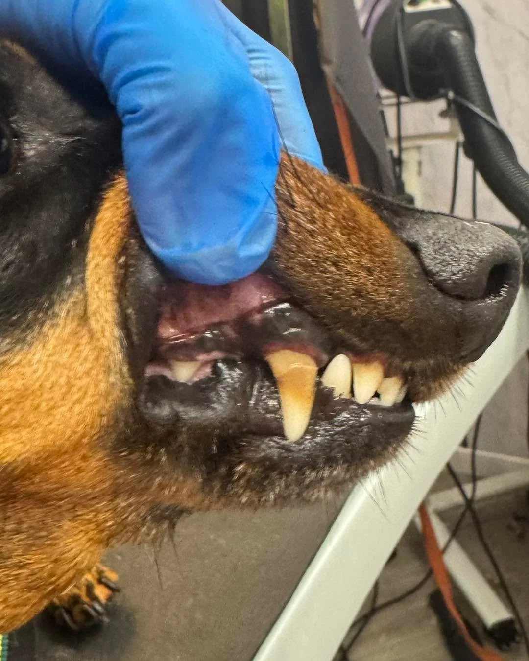 Fantastic progress on Benny&rsquo;s 2nd Emmi-Pet teeth cleaning session. Here&rsquo;s some before &amp; after pictures 🦷 🪥