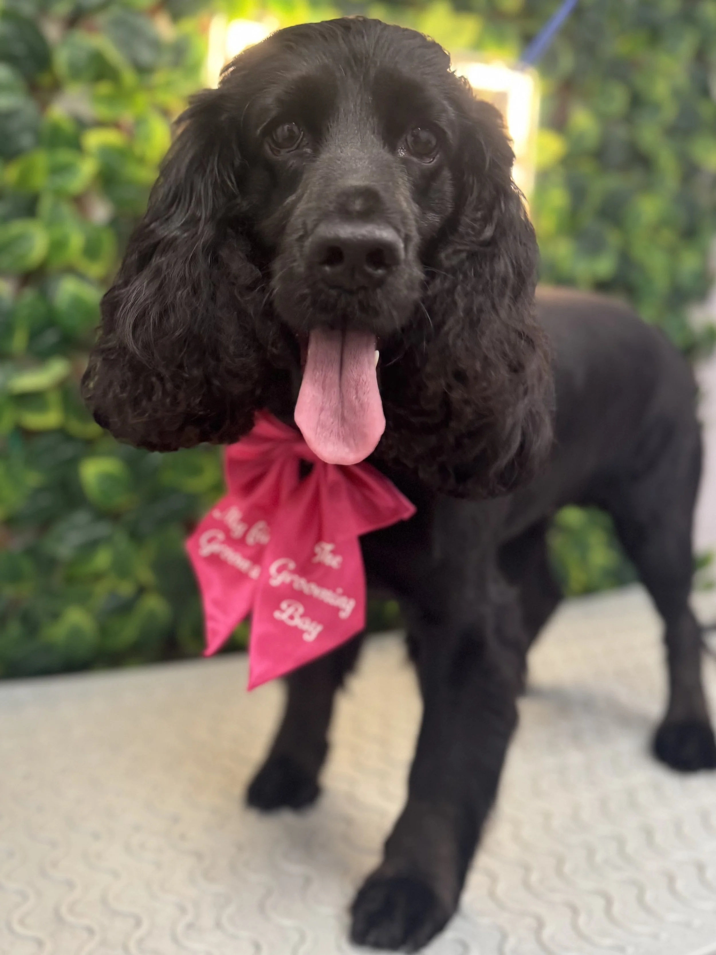 A black Cocker Spaniel with long, curly ears. The dog is wearing a red ribbon with white writing that reads, 'My First Grooming Day.' The dog has its tongue out and looks happy, with a blurred green background.