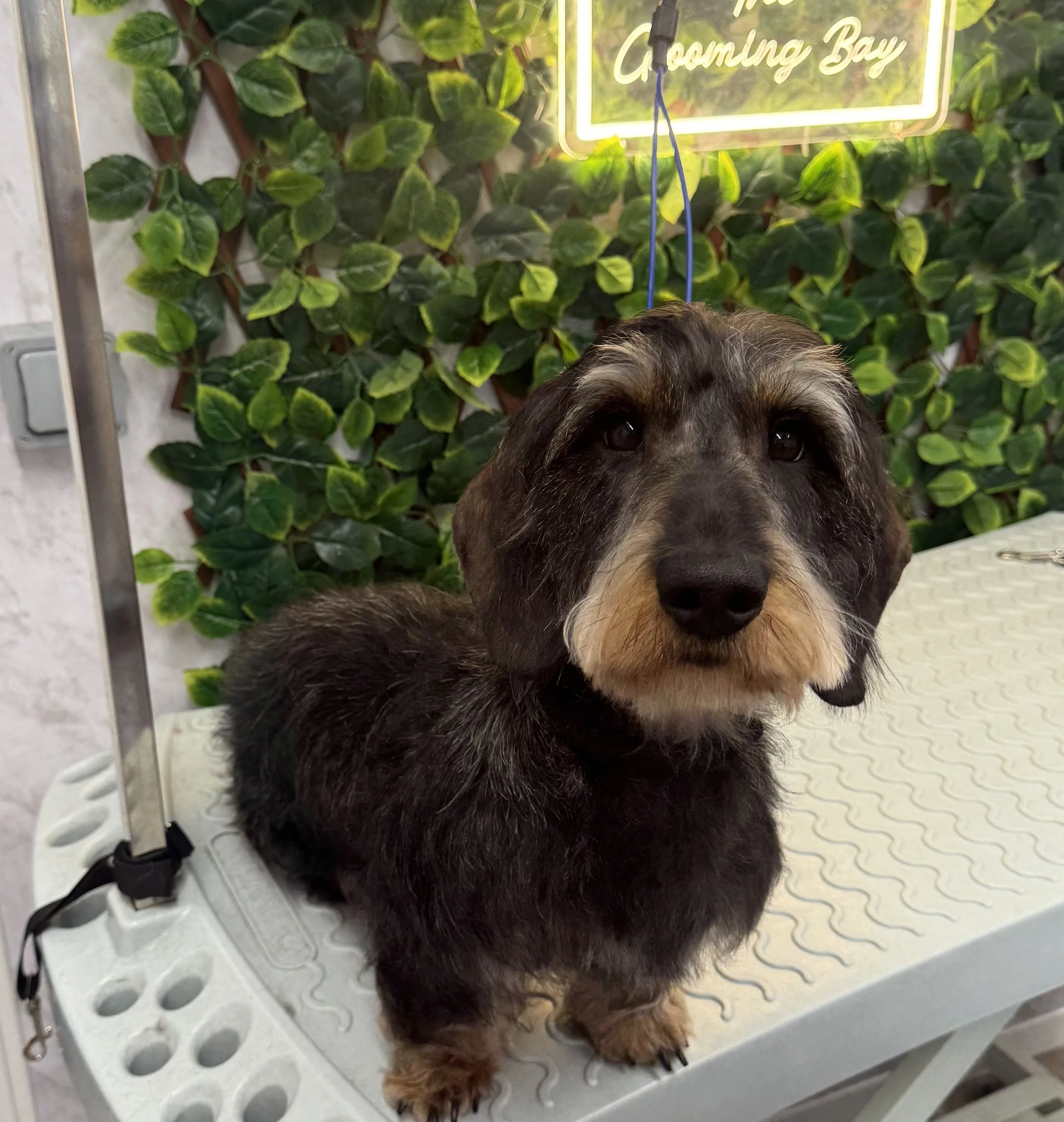 A Dachshund with a black and tan coat sitting on a grooming table with a patterned surface, surrounded by green leafy plants and a neon sign in the background.