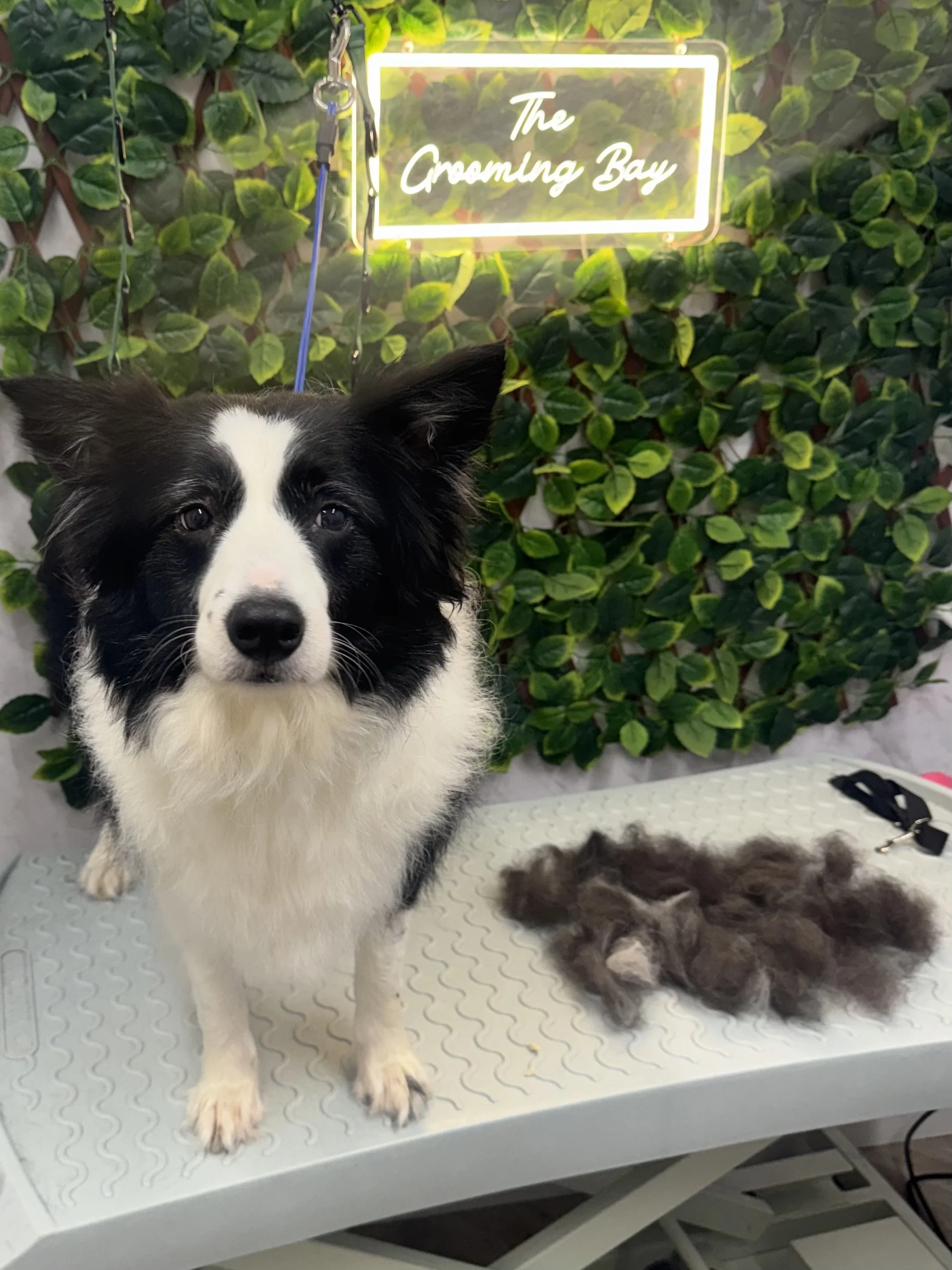 A black and white dog standing on a grooming table with a pile of fur beside it. A green leafy backdrop with a neon sign that says 'The Grooming Bay' is in the background.