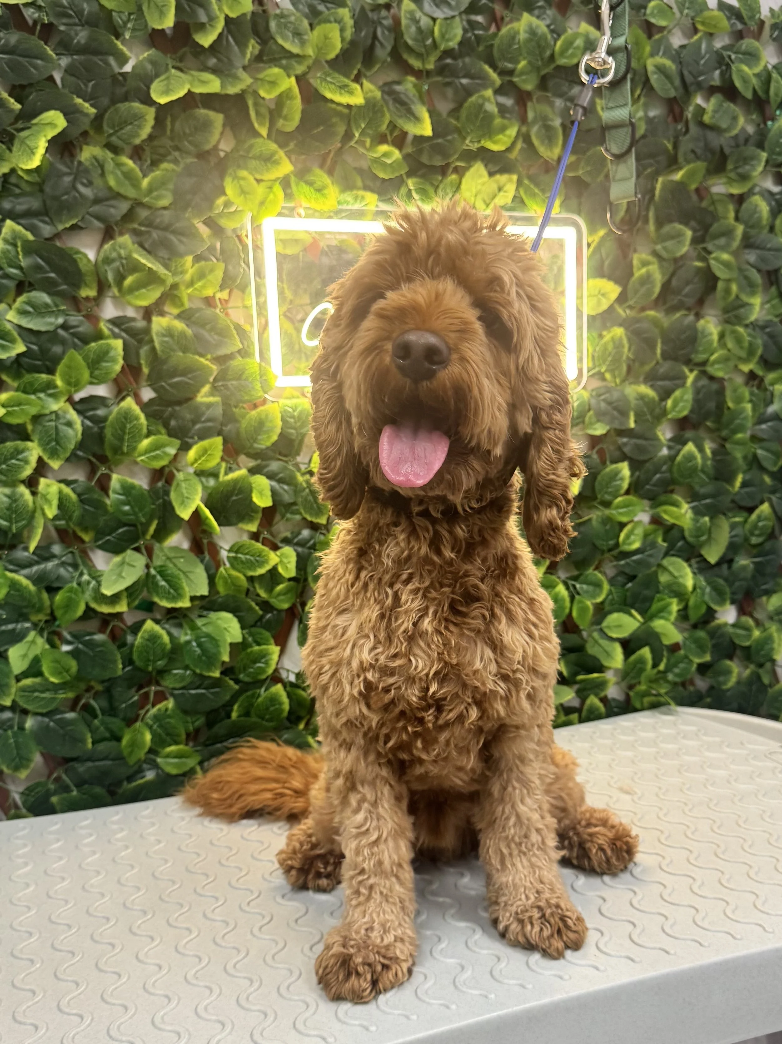 A brown curly-haired dog sitting on a grooming table with a leash attached, in front of a background of green leaves and a neon sign.