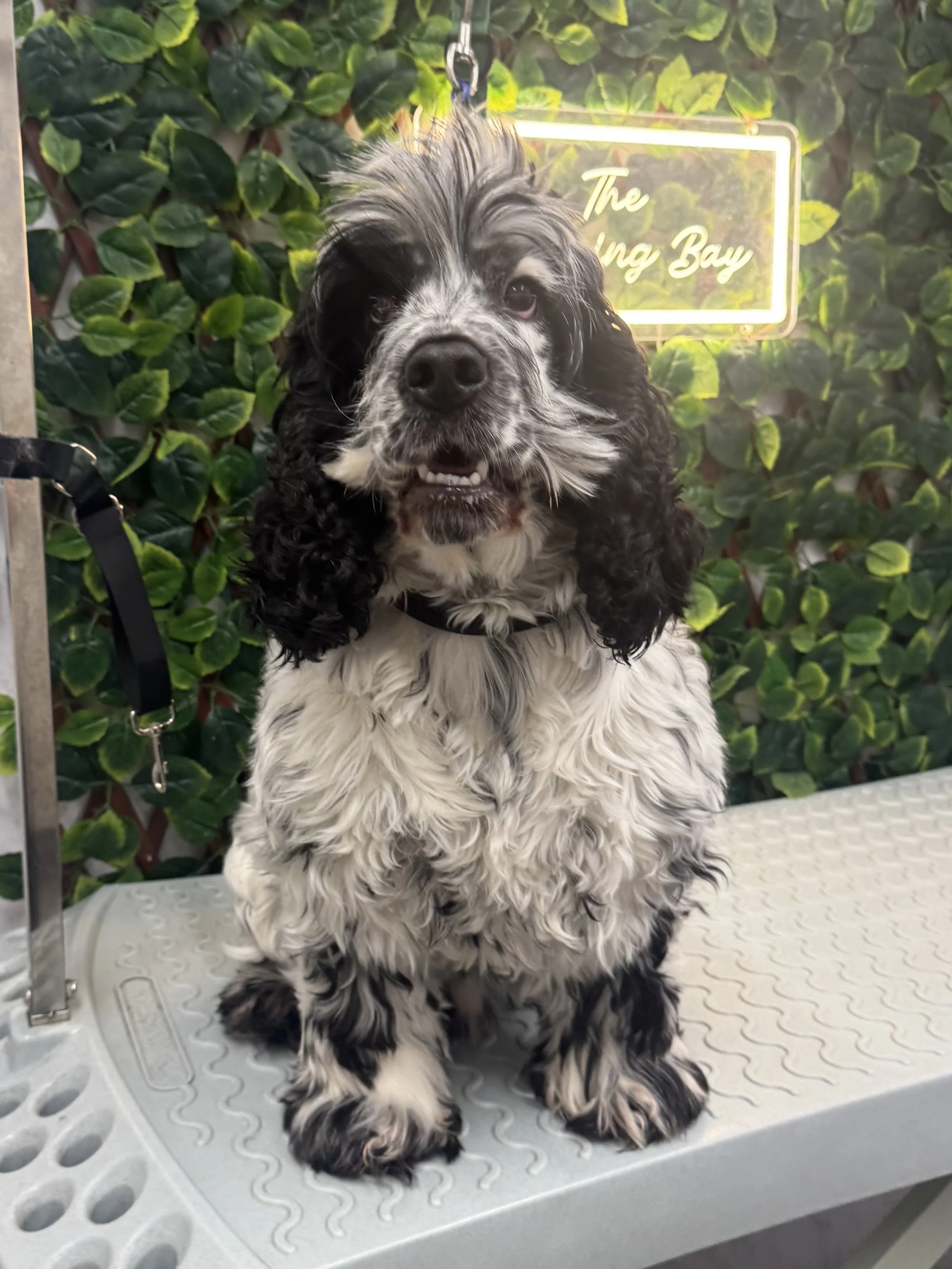A black and white English Springer Spaniel puppy sitting on a grooming table with a leafy green background and a neon sign reading 'The Young Bay' in the background.