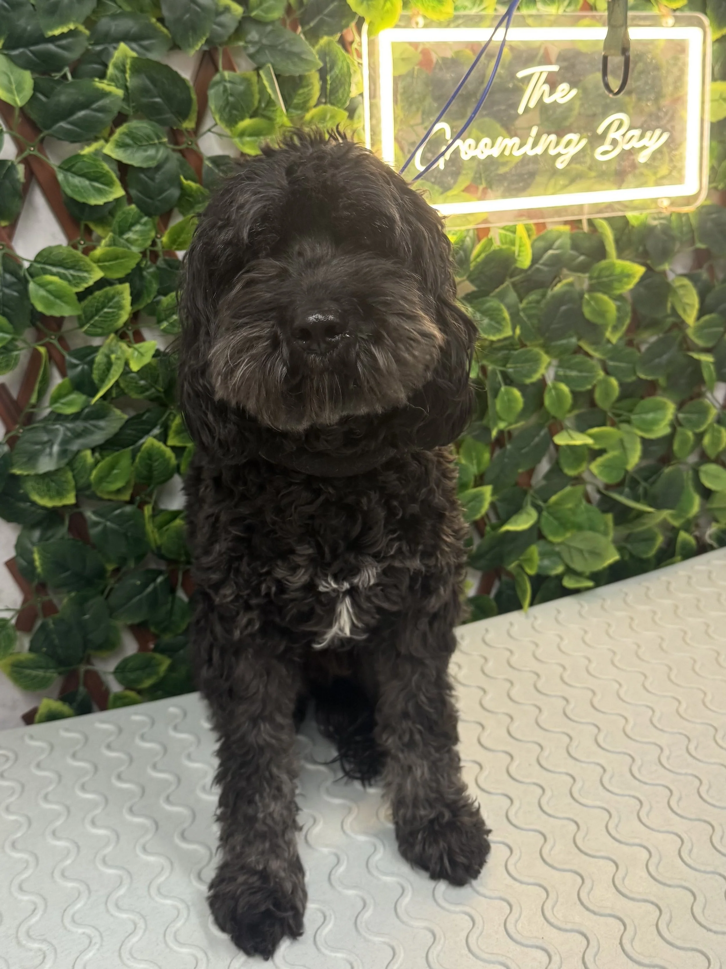 A black and gray curly-haired puppy sitting on a textured white surface in front of a green leafy background and a neon sign that says 'The Grooming Bar'.