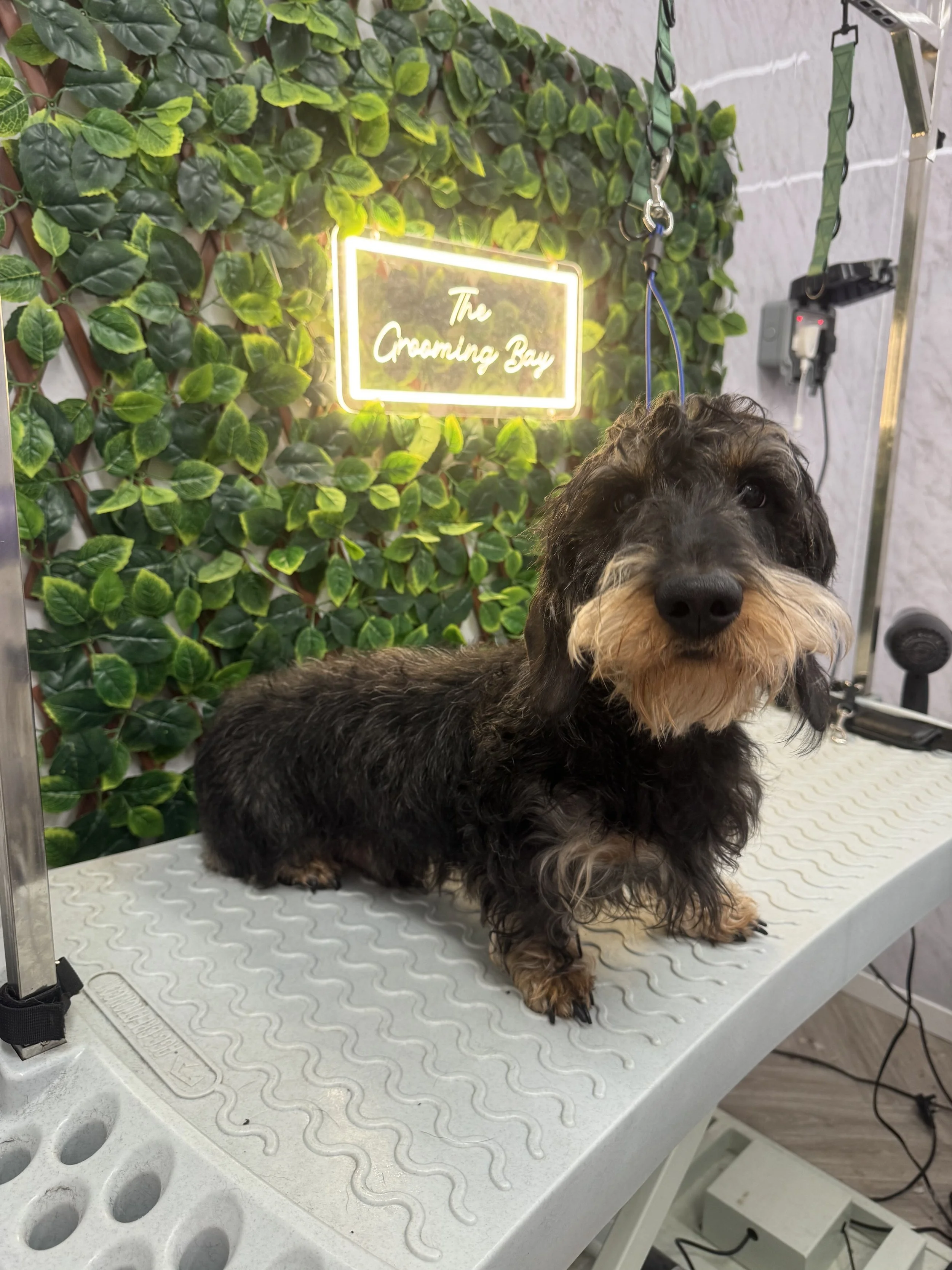 A small, long-haired dog sitting on a grooming table with a leafy green background and a neon sign that reads 'The Grooming Bay'.