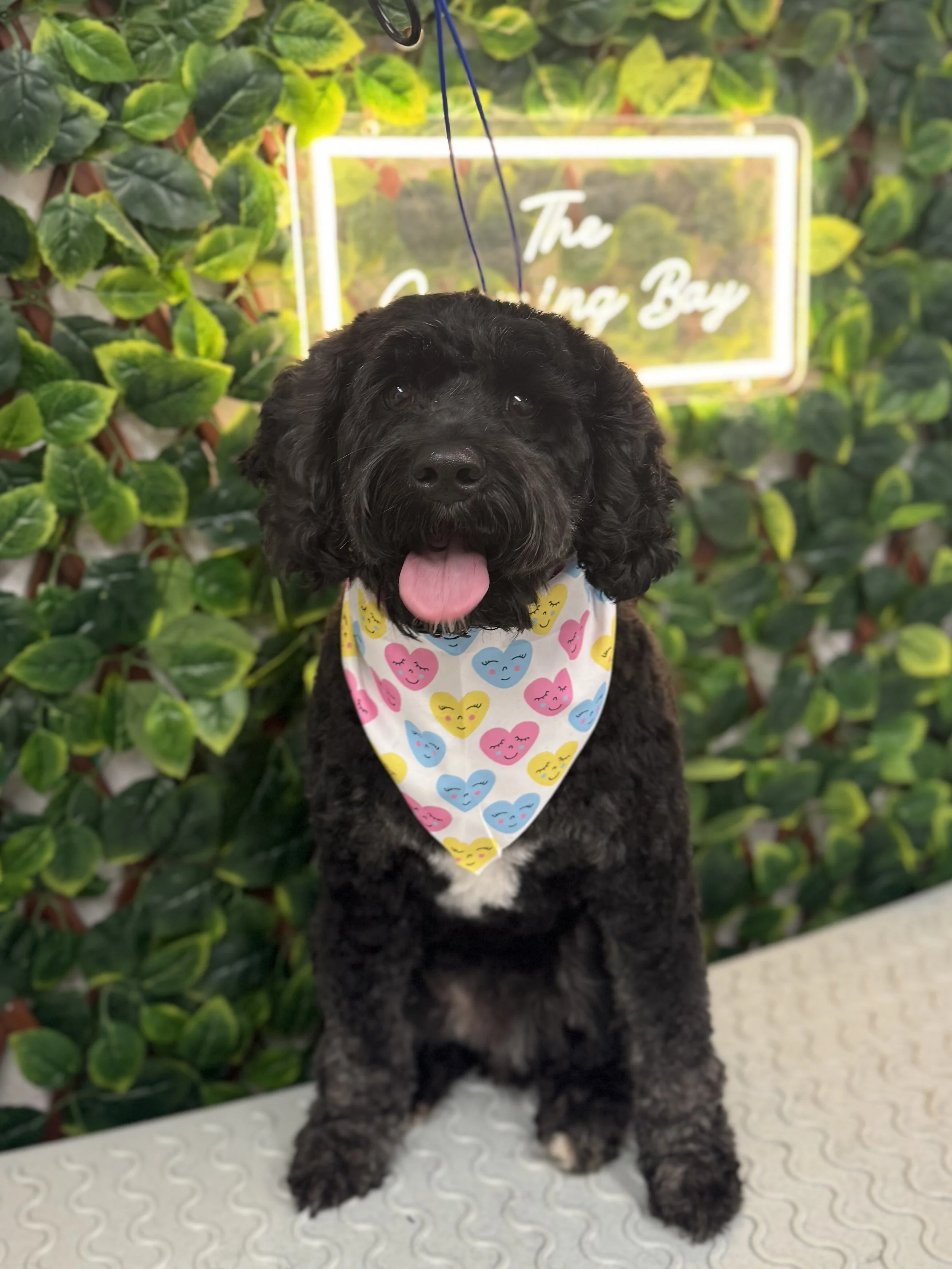 A black curly-haired puppy with a white chest and paws, sitting on a white textured surface, wearing a colorful bandana with emoji-style hearts, in front of green leafy plants and a bright sign that reads "The Grooming Boy".