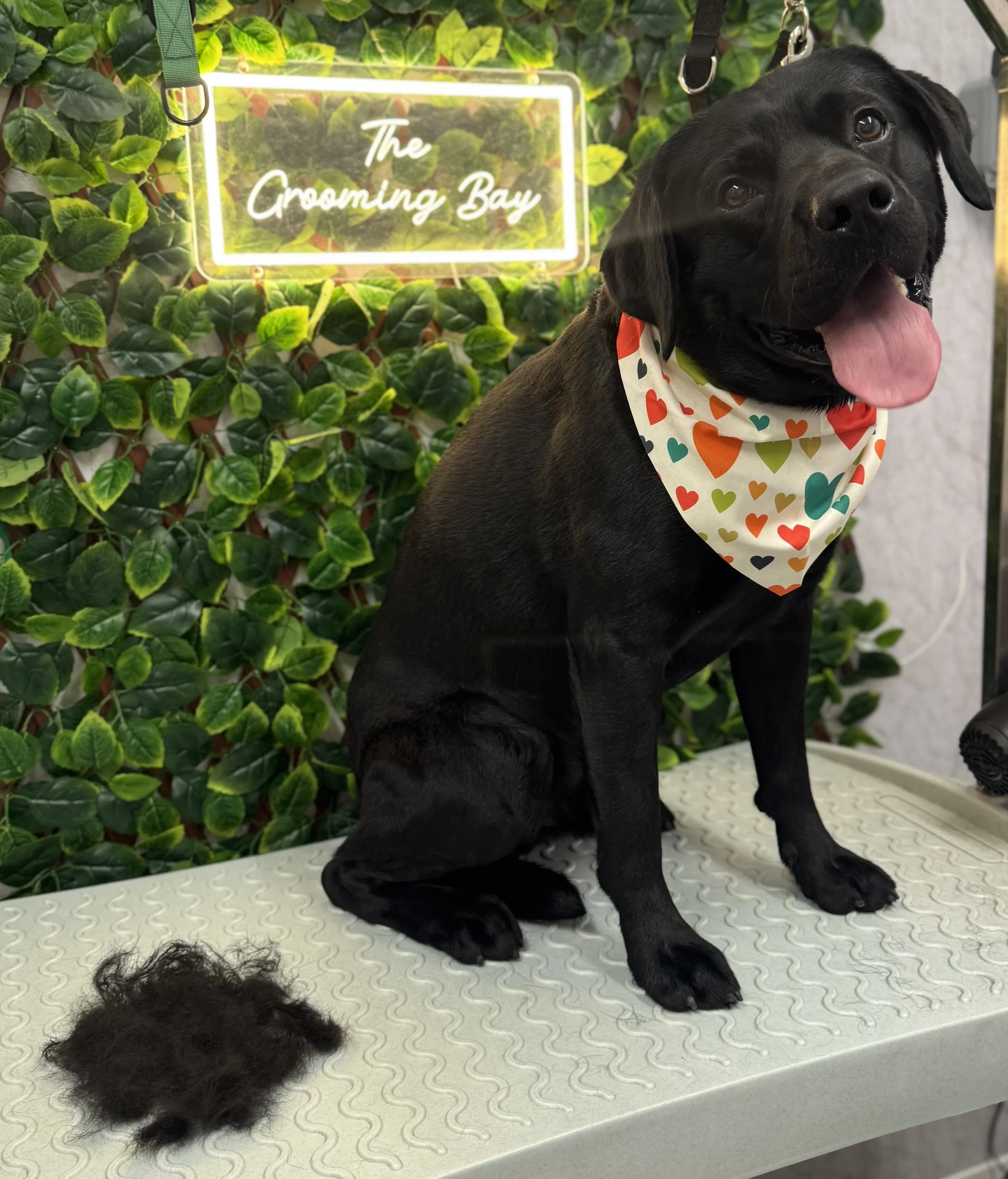 A black dog with a colorful heart-patterned bandana sitting on a grooming table with a pile of fur in front of it. Behind is a leafy green wall and a neon sign that reads 'The Grooming Bay'.
