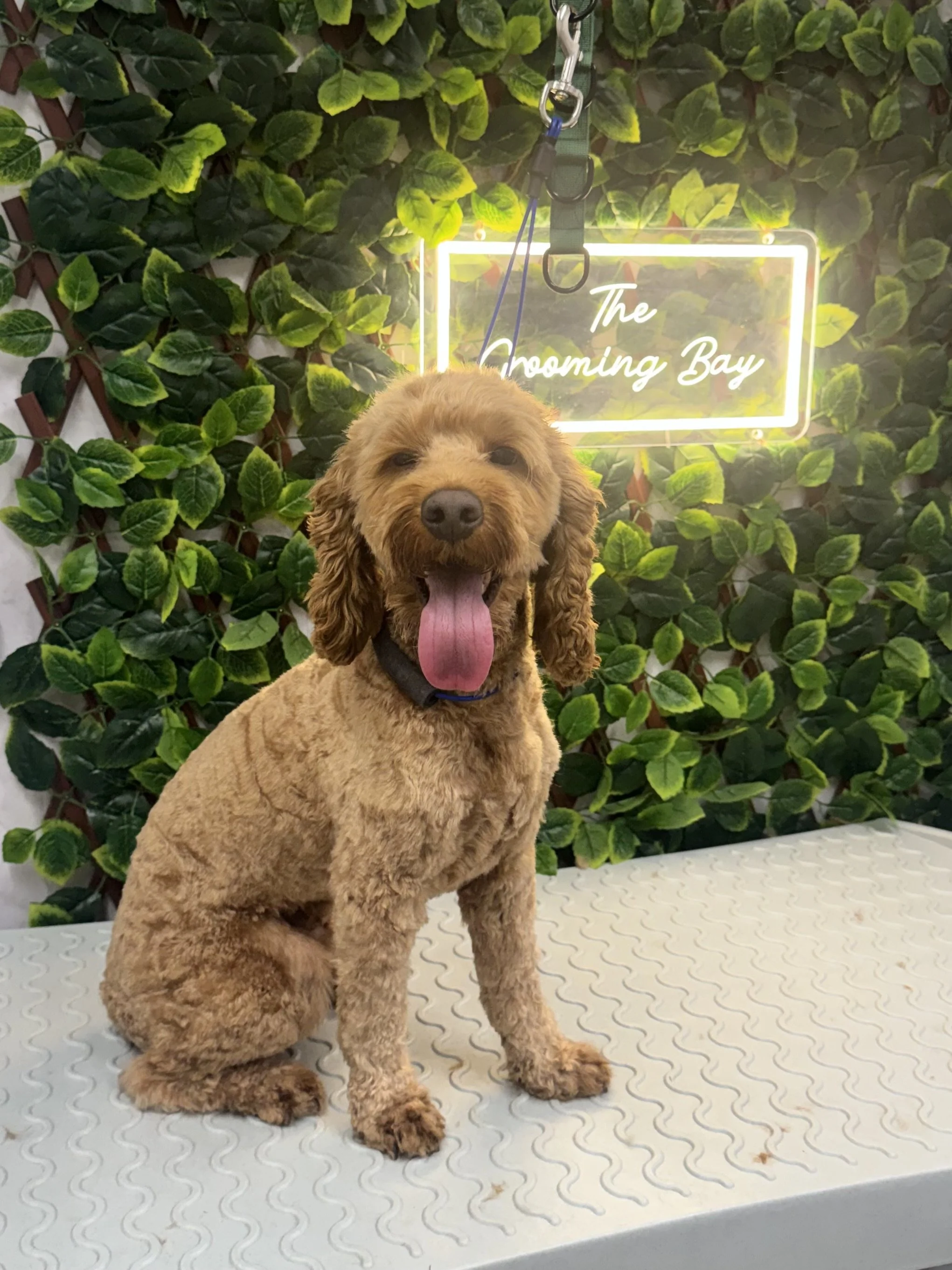 A happy brown poodle dog with its tongue out, sitting on a grooming table in front of a wall with green leaves and a neon sign that reads 'The Grooming Bay'.