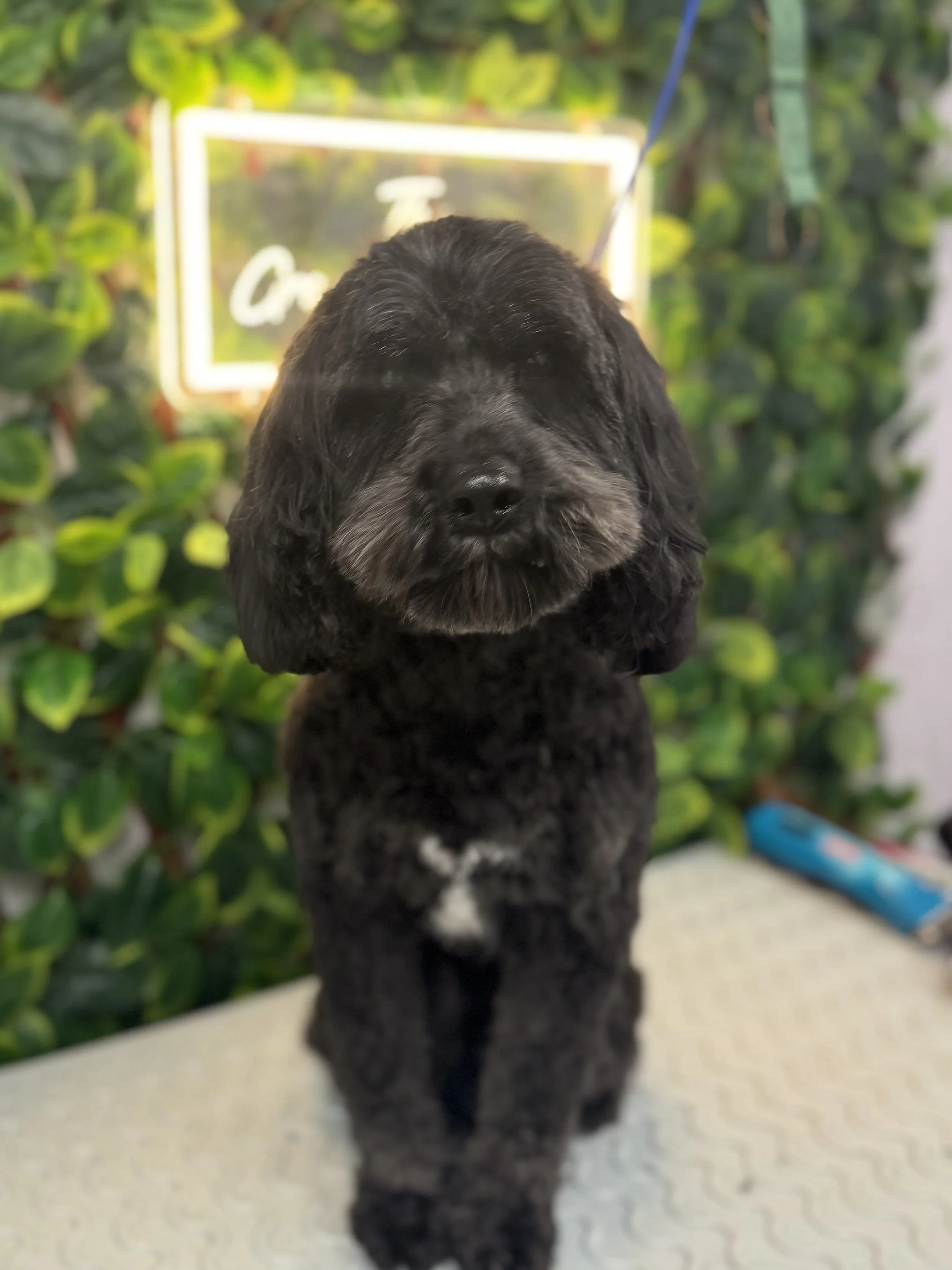 A cute black puppy with gray markings on its face and chest, sitting on a table with a green leafy background and a partially visible colorful item to the right.