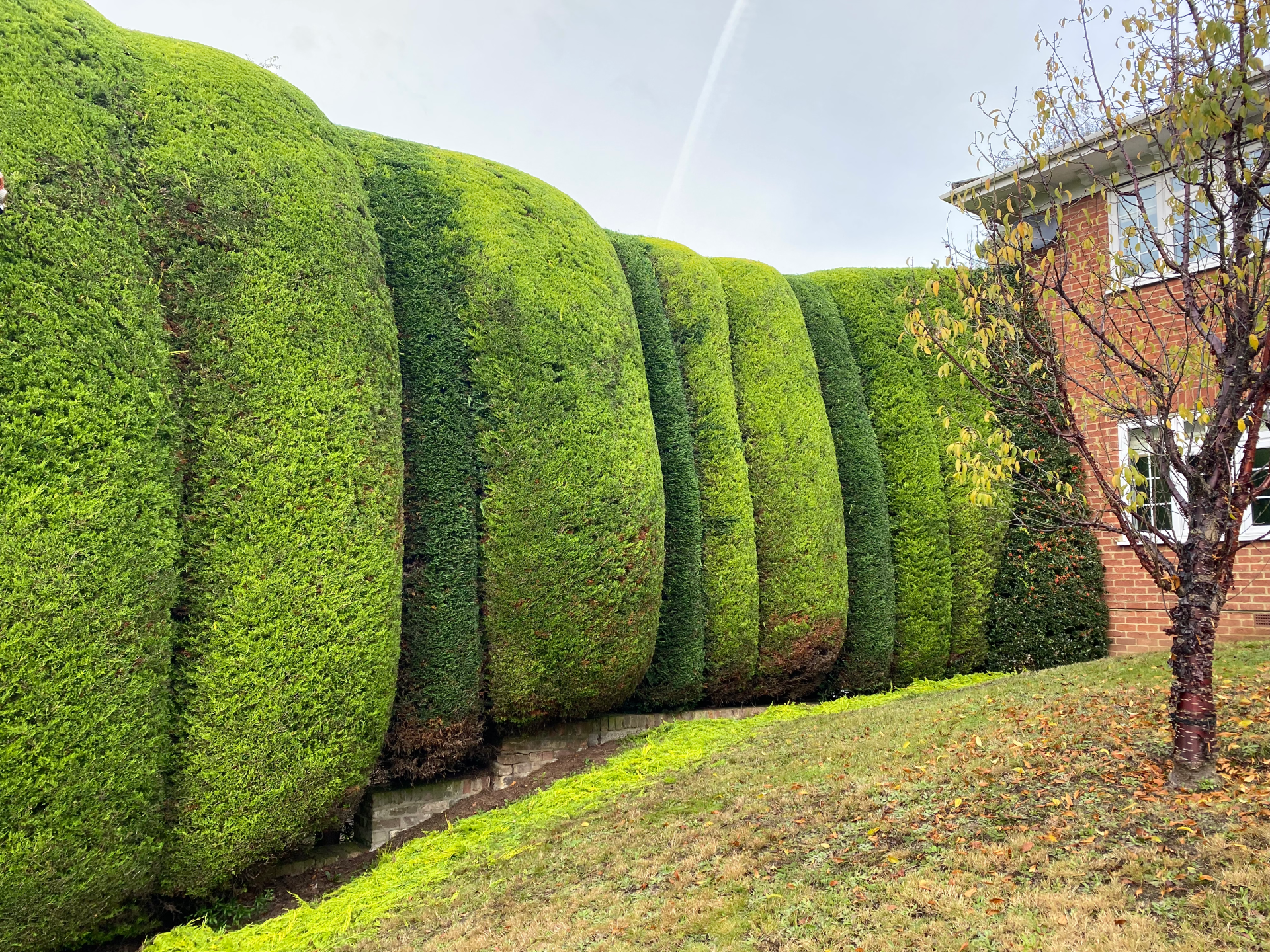 Hedges trimmed in waves, lining the edge of a grass area with the edge of a tree in view 