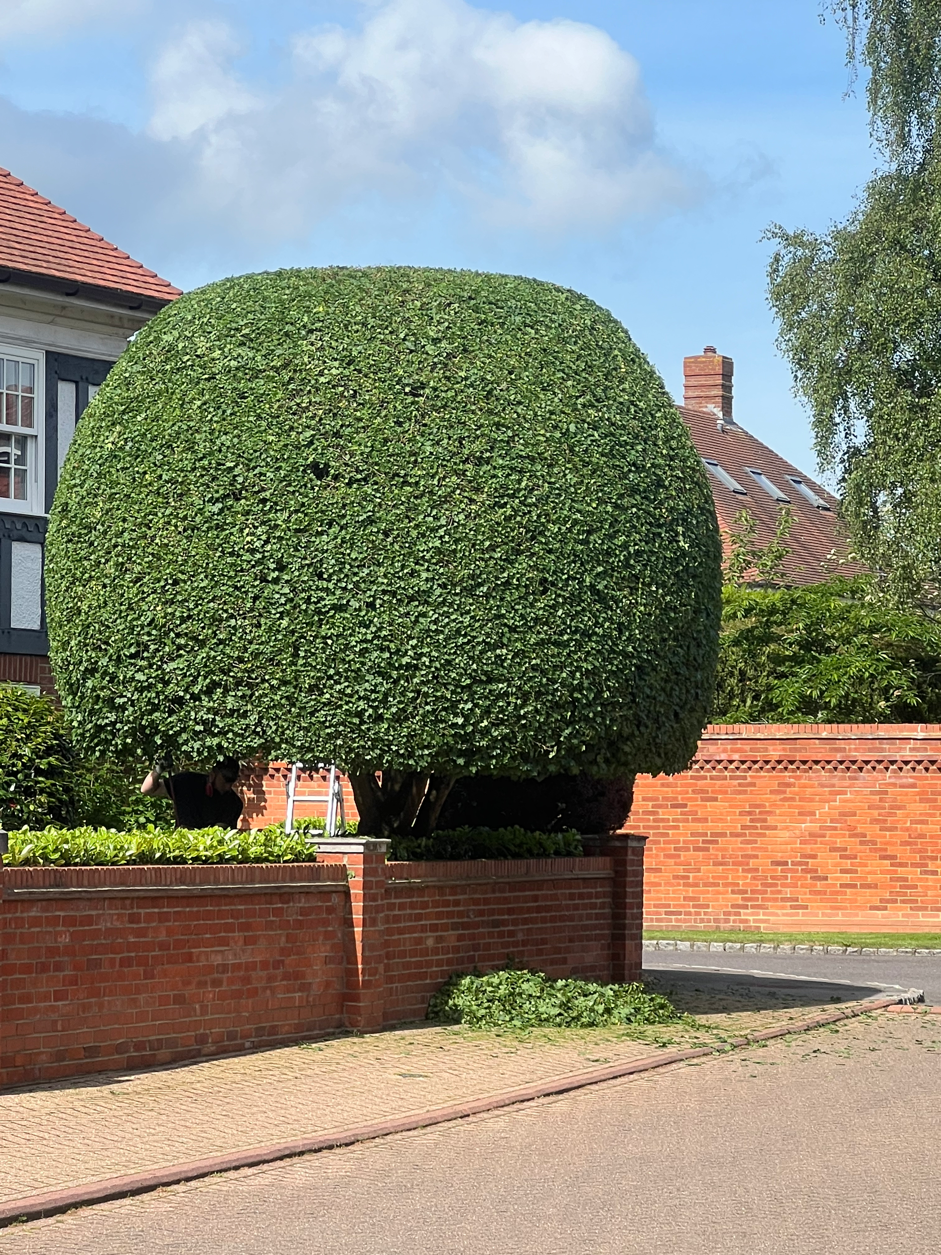 Trimmed hedge by a wall in the corner of a garden