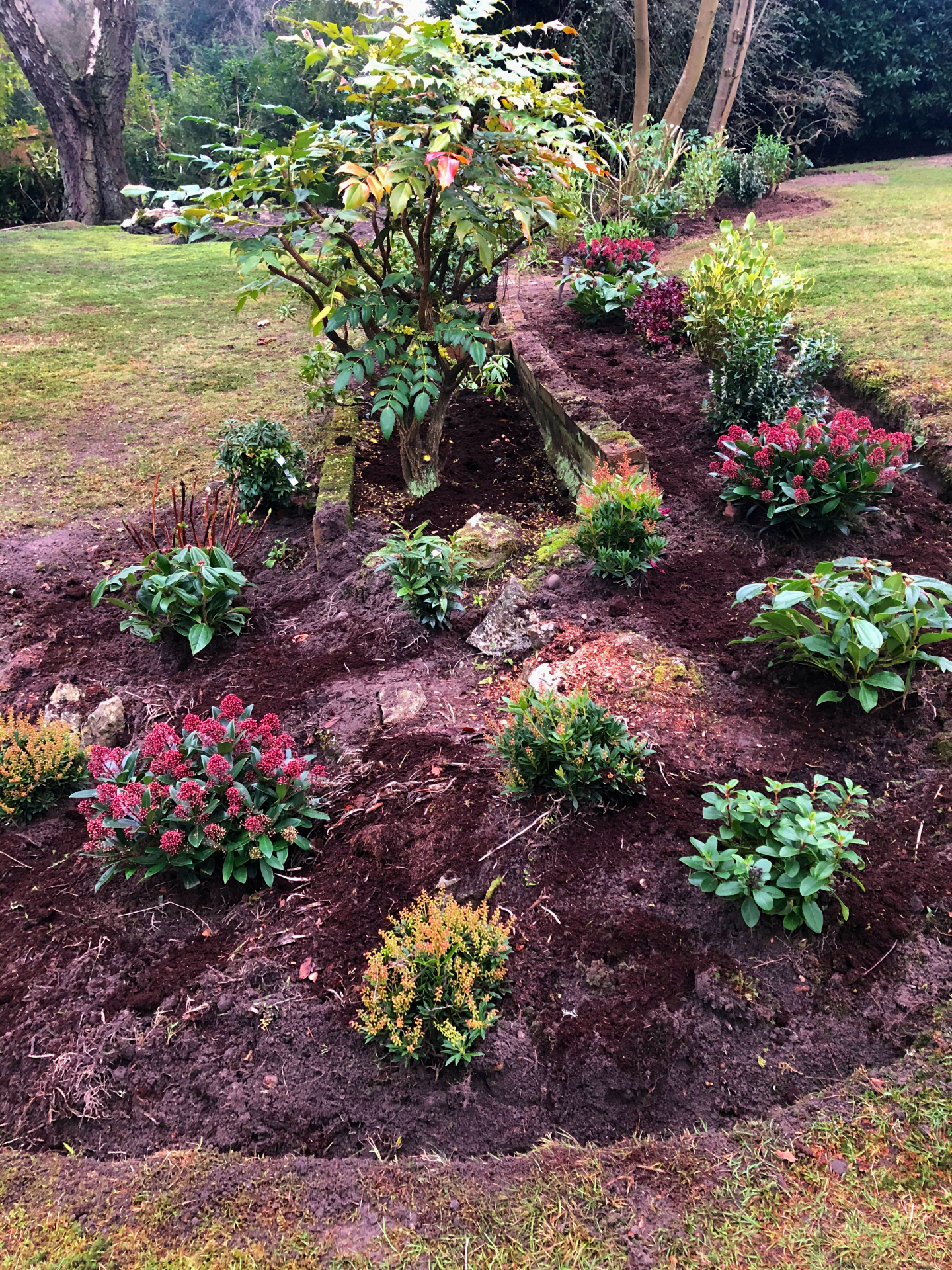 Newly landscaped, curved garden border with freshly planted shrubs