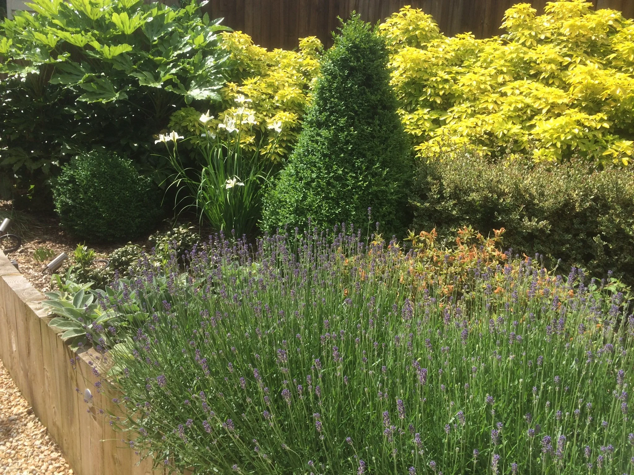 Beautiful garden border with lavender and other shrubs